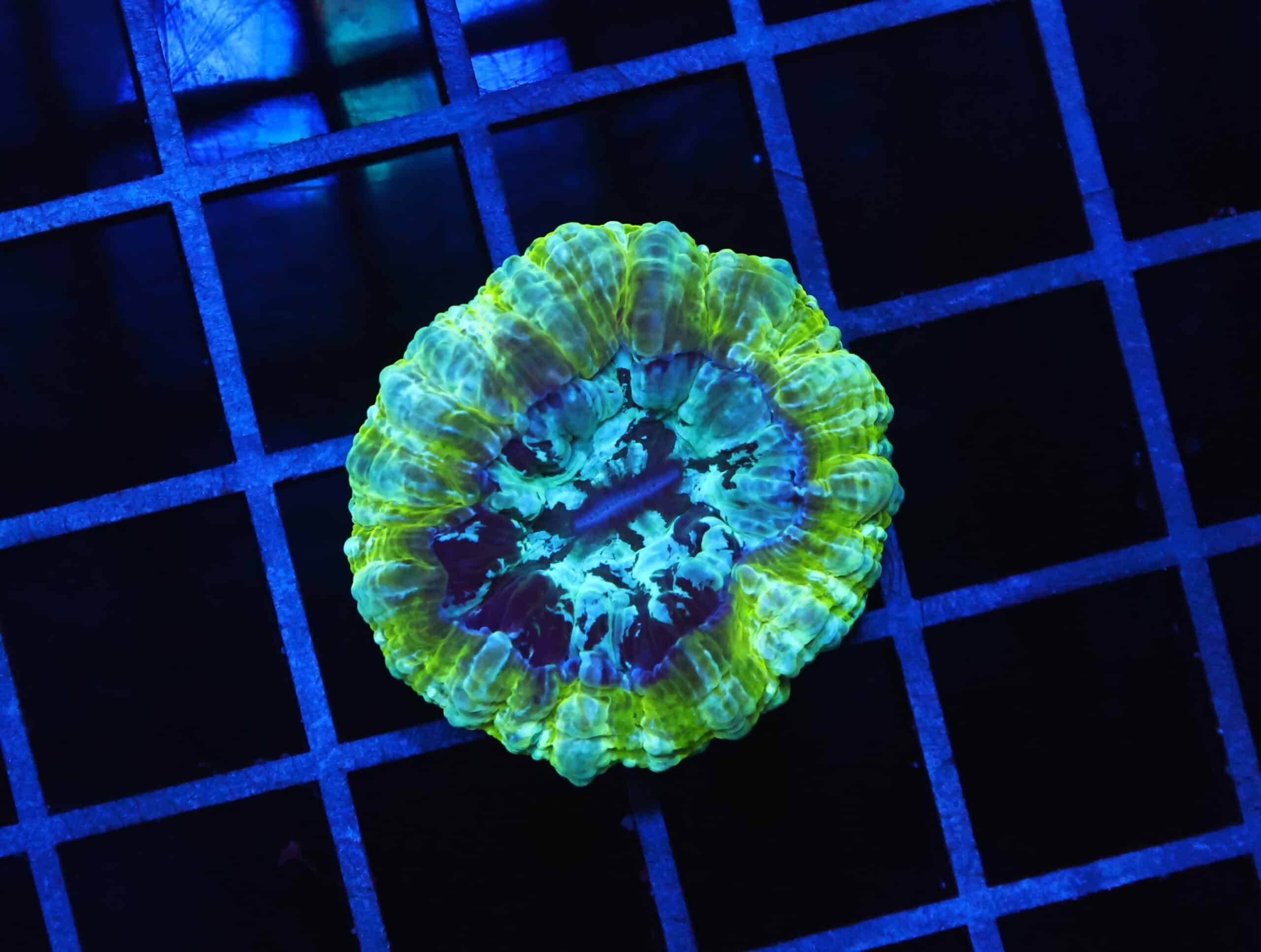 B93 -AUSSIE ALIEN GOO ACANTHOPHYLLIA