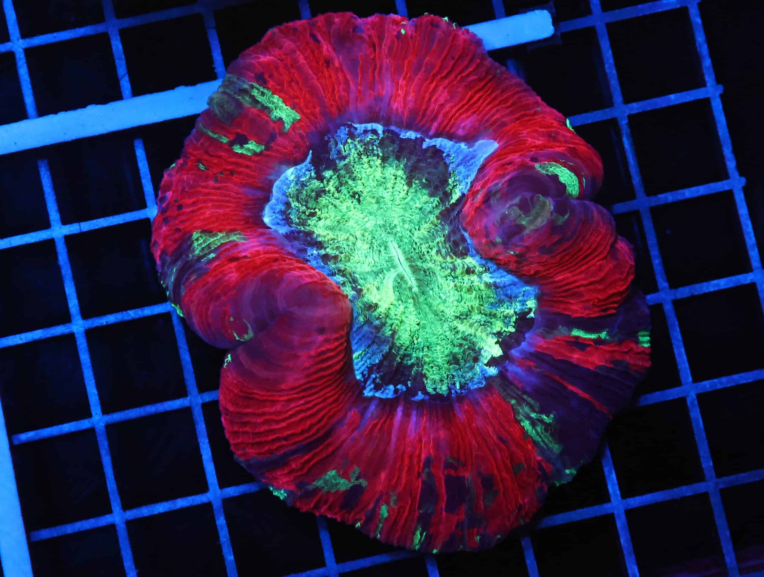 B95 -INDO NUCLEAR BLASTO TRACHY