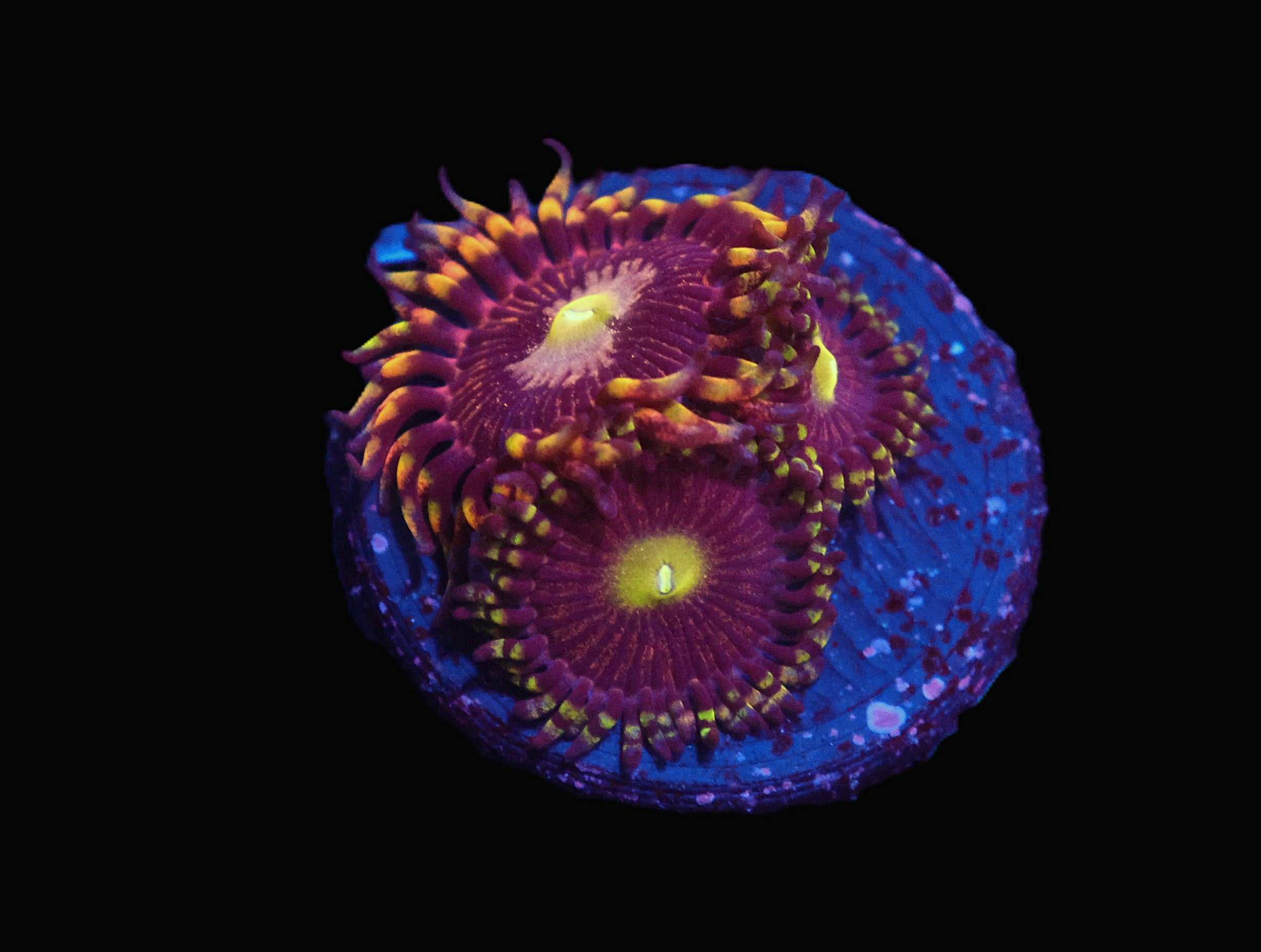 C05 - SDC ANTIMATTER ZOA/PALY