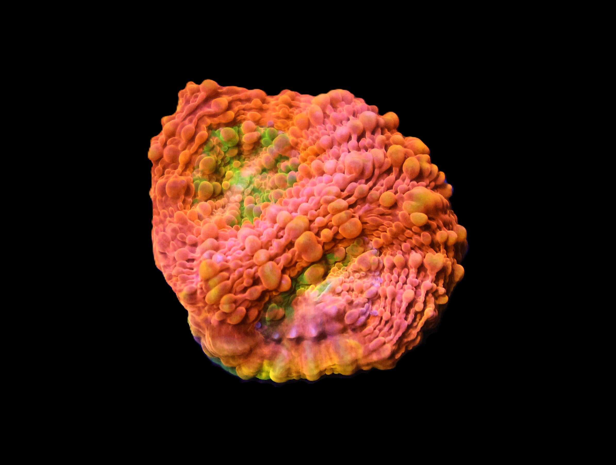 C09 - SDC ORANGE CRUSH ACAN ECHINATA