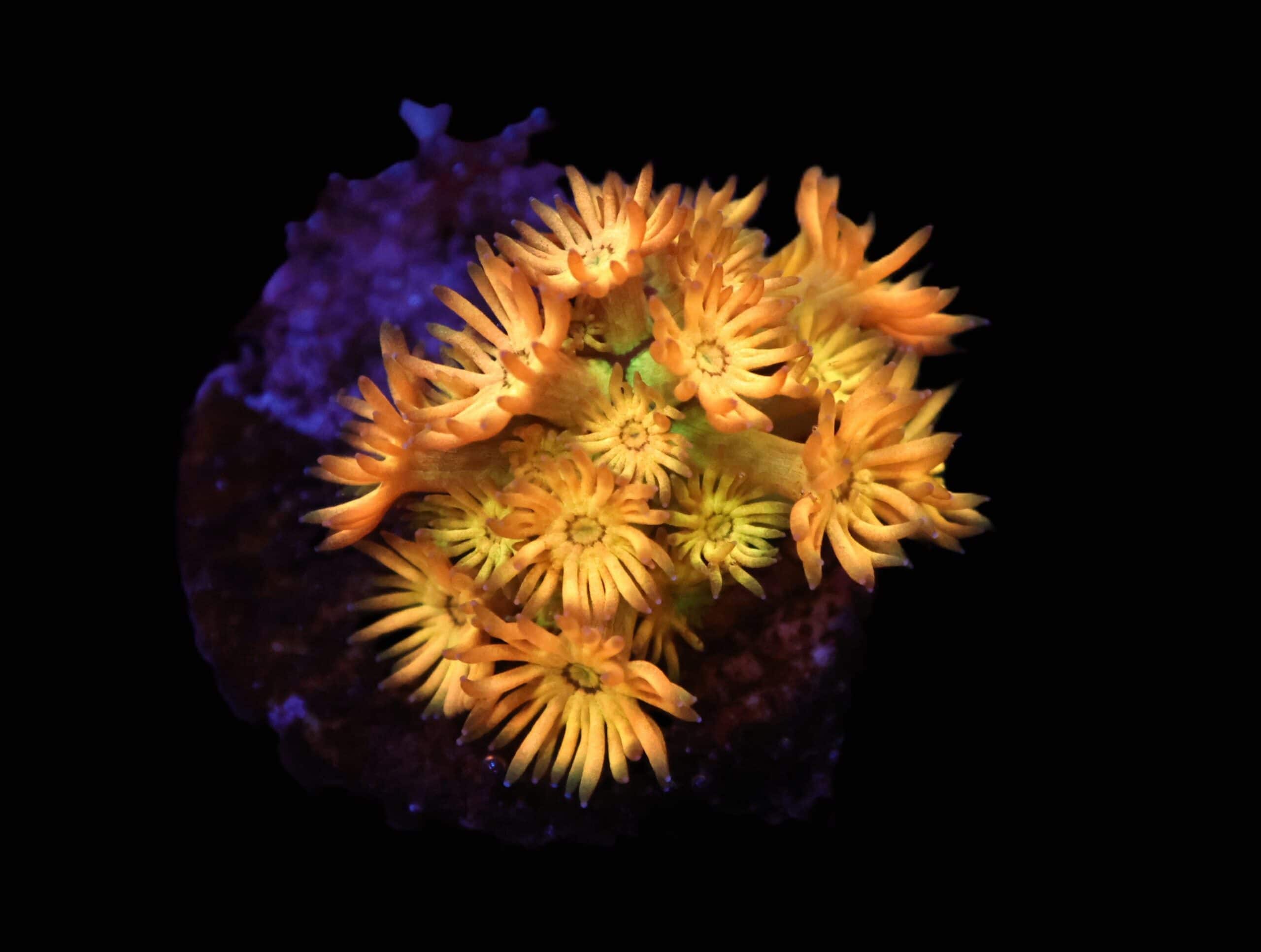 C100 - AMAZEBALLS GONIOPORA