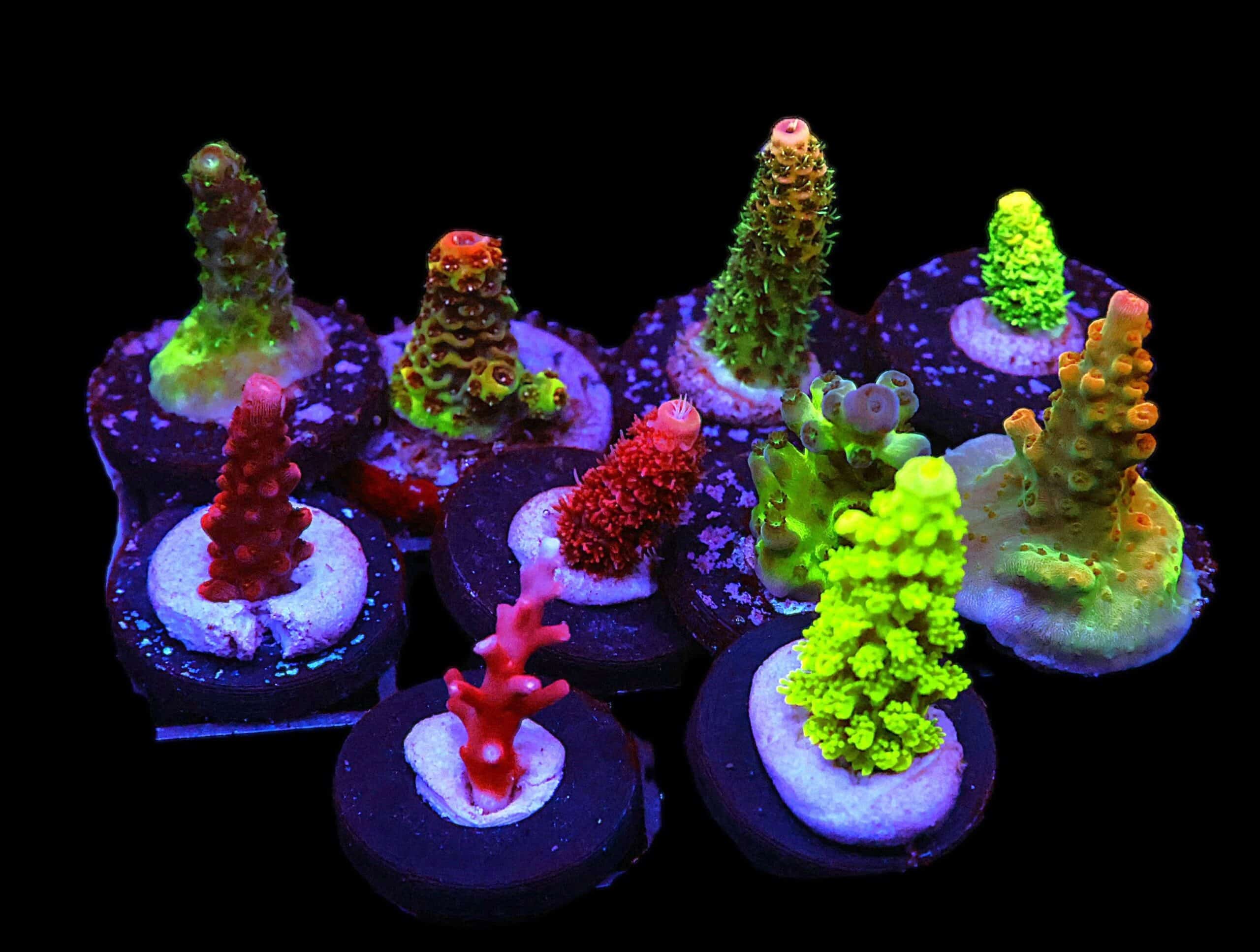 C128 - 10PC SDC ACROPORA PACK 10 PC