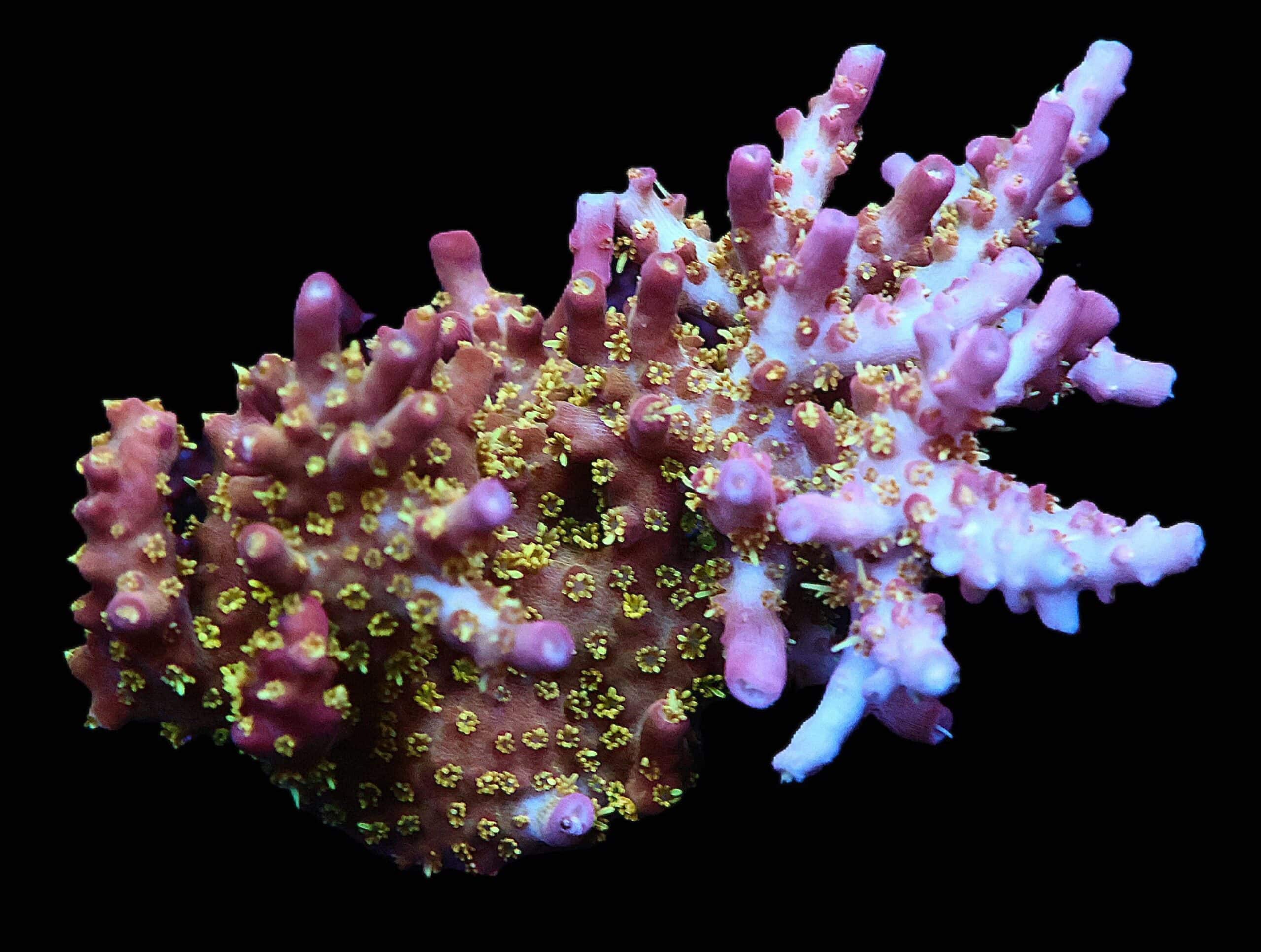 C132 - SDC LILAC ATTACK MINI COLONY