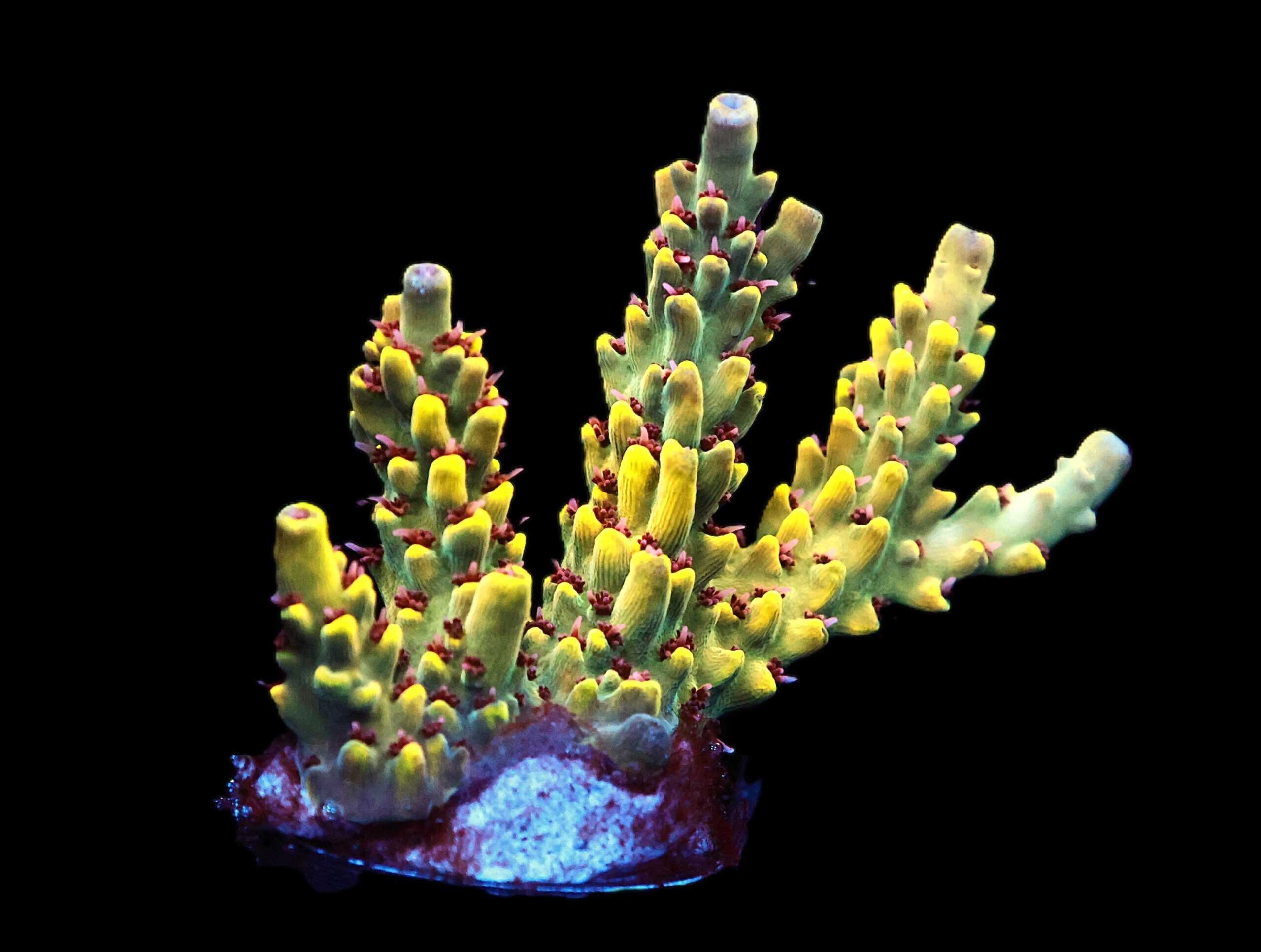 C140 - SDC BANANA TREE ACRO XL FRAG