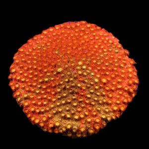 C152 - SDC CYLON ATTACK CYPHASTREA SM COLONY