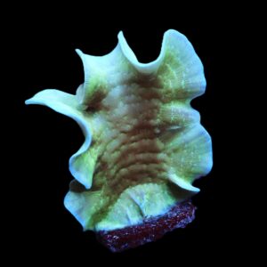 C155 - SDC MINT CHIP PAVONA XL