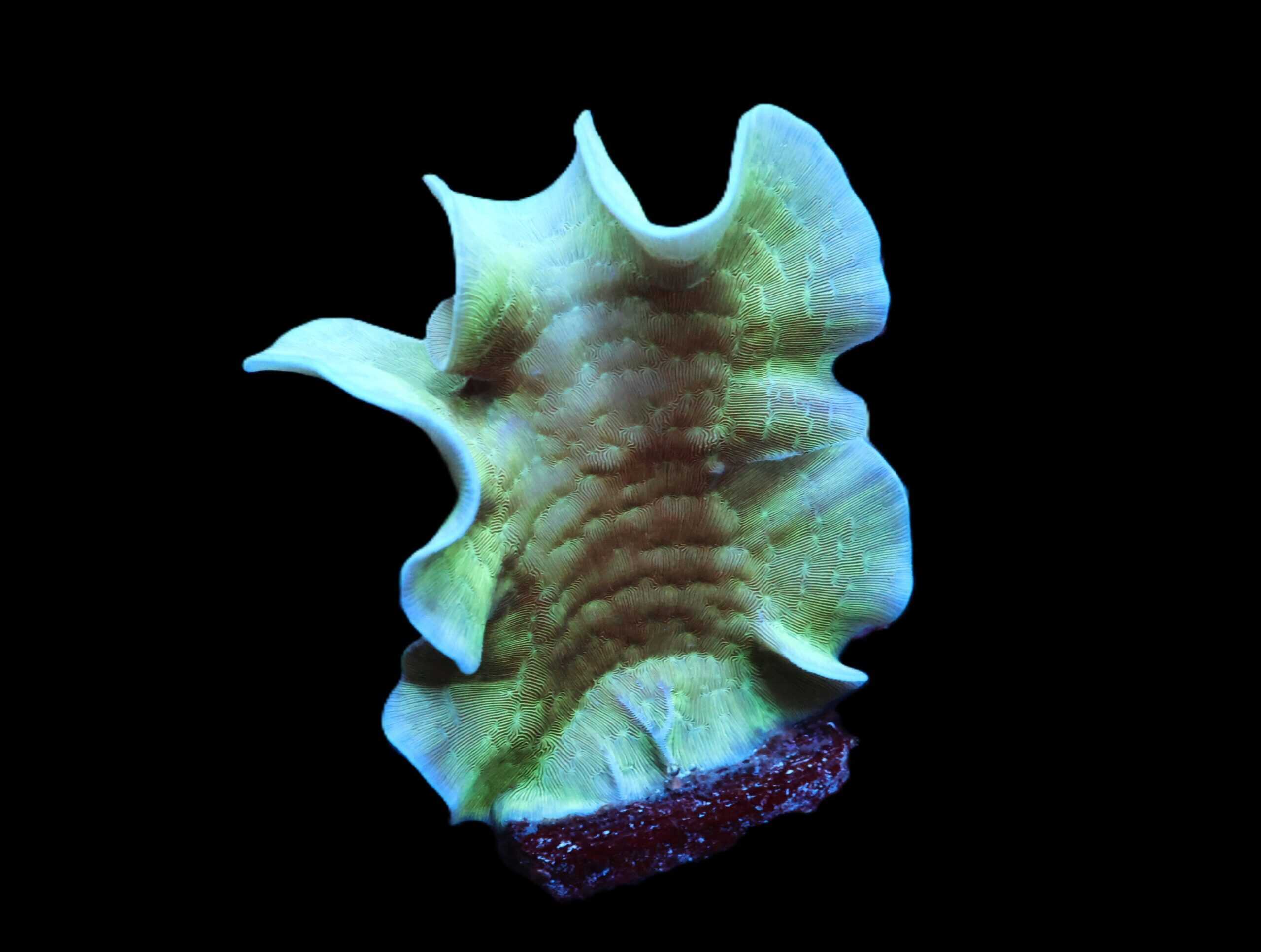 C155 - SDC MINT CHIP PAVONA XL