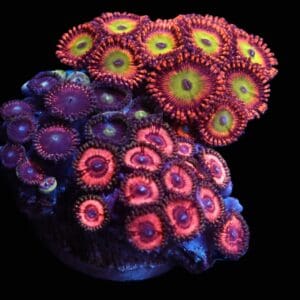 C172 - CULTURED ZOA GARDEN