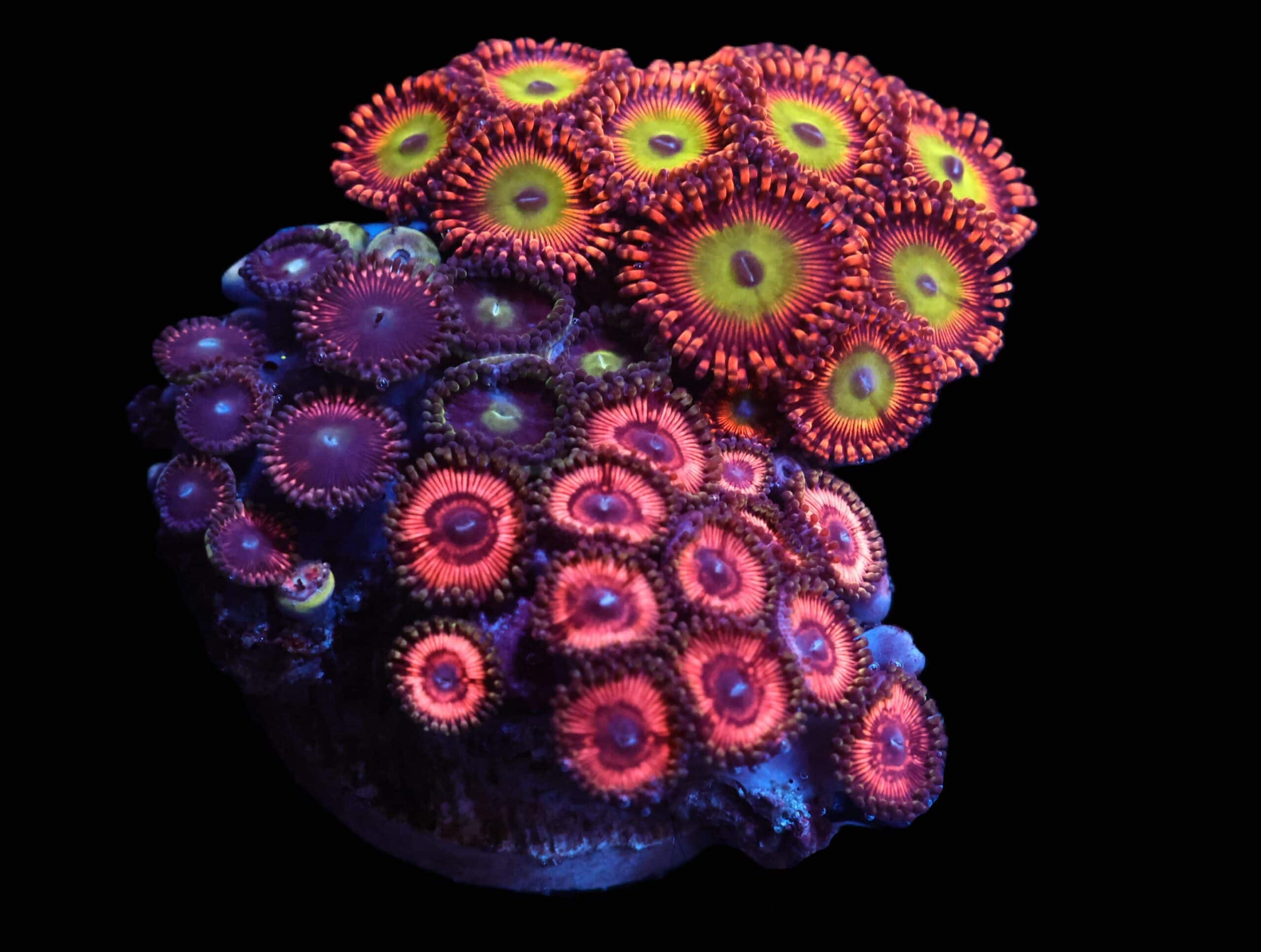 C172 - CULTURED ZOA GARDEN
