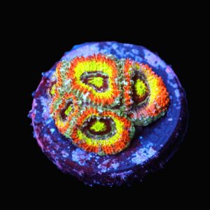 C221 - SDC HOLY GRAIL MICROMUSSA