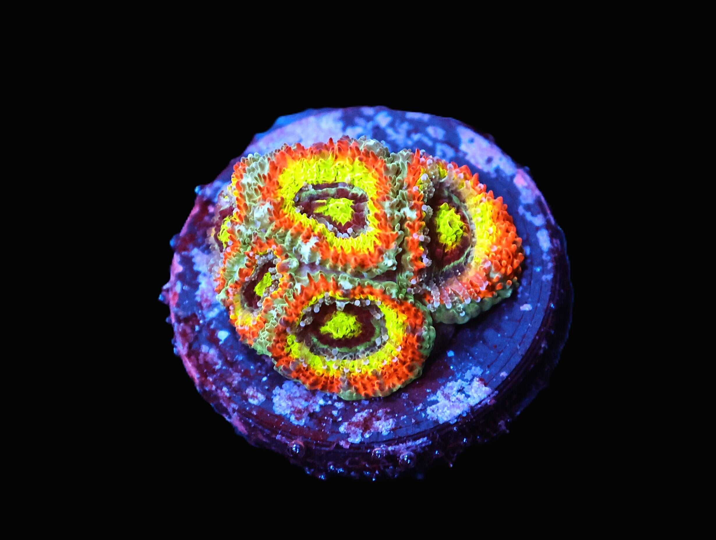 C221 - SDC HOLY GRAIL MICROMUSSA