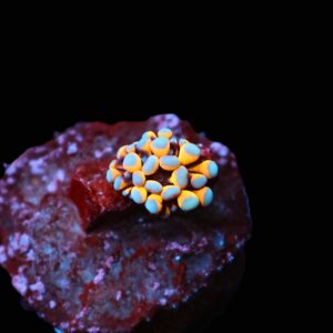 C231 - CAPTIVE SPAWN AUSSIE GOLD TORCH