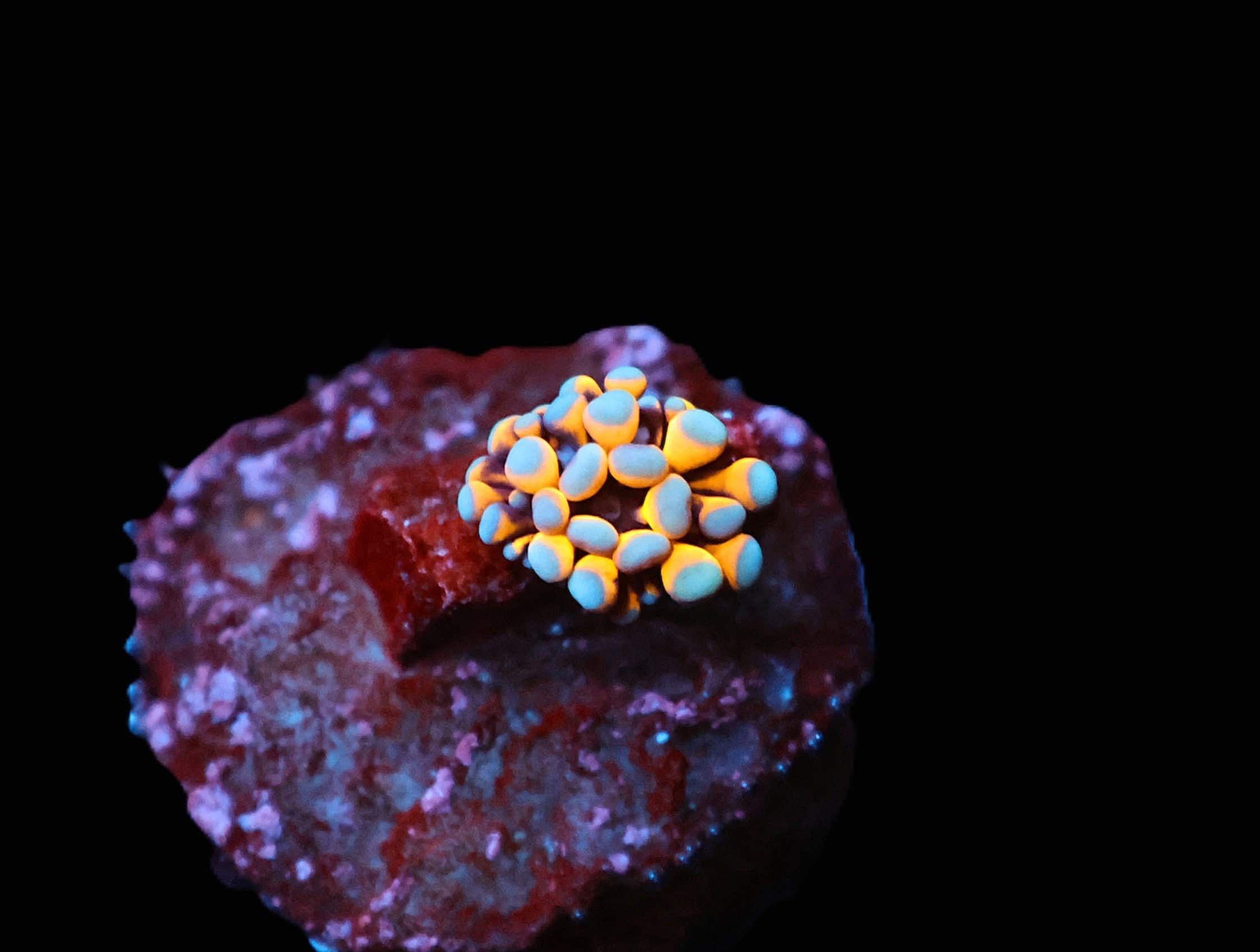 C231 - CAPTIVE SPAWN AUSSIE GOLD TORCH