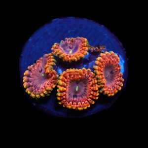 C239 - SDC FAIRY FART ZOA/PALY