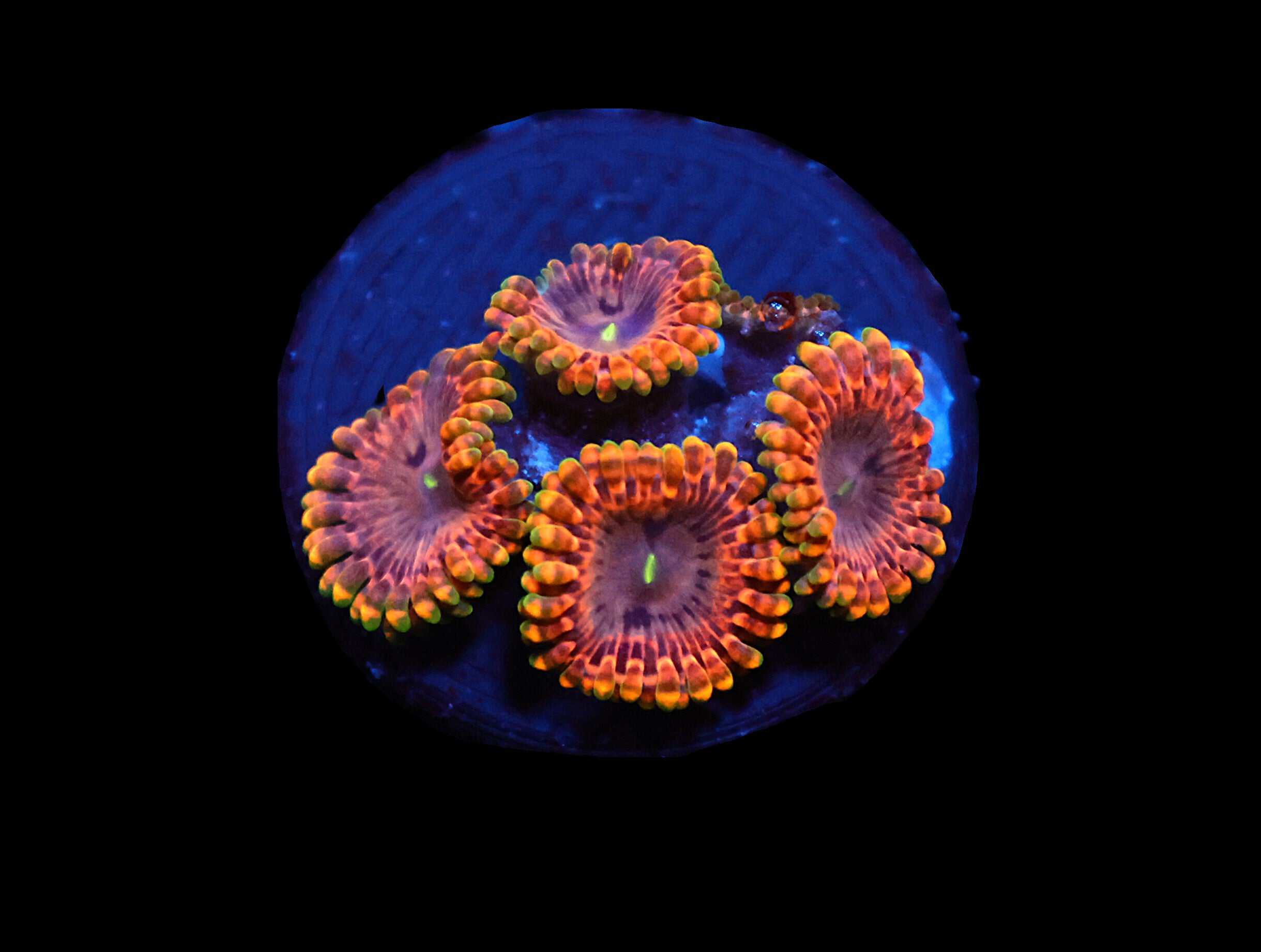 C239 - SDC FAIRY FART ZOA/PALY