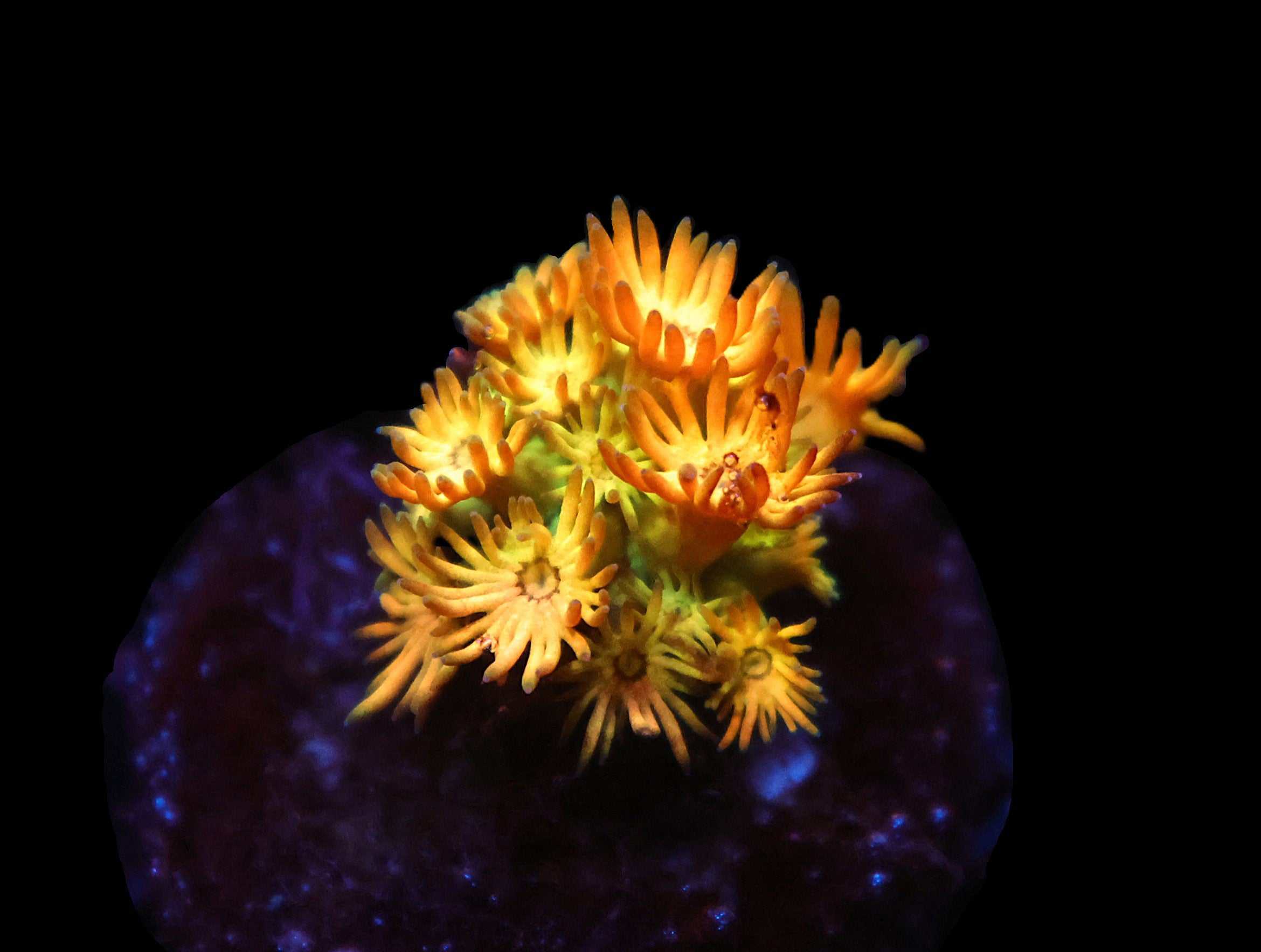 C24 - AMAZEBALLS GONIOPORA