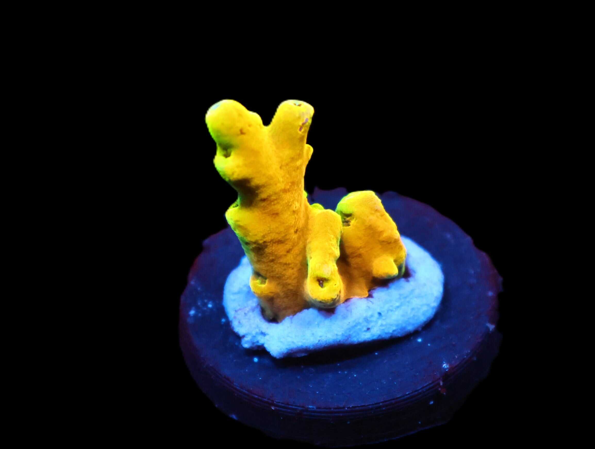 C269 - SDC GOLDILOCKS ACRO