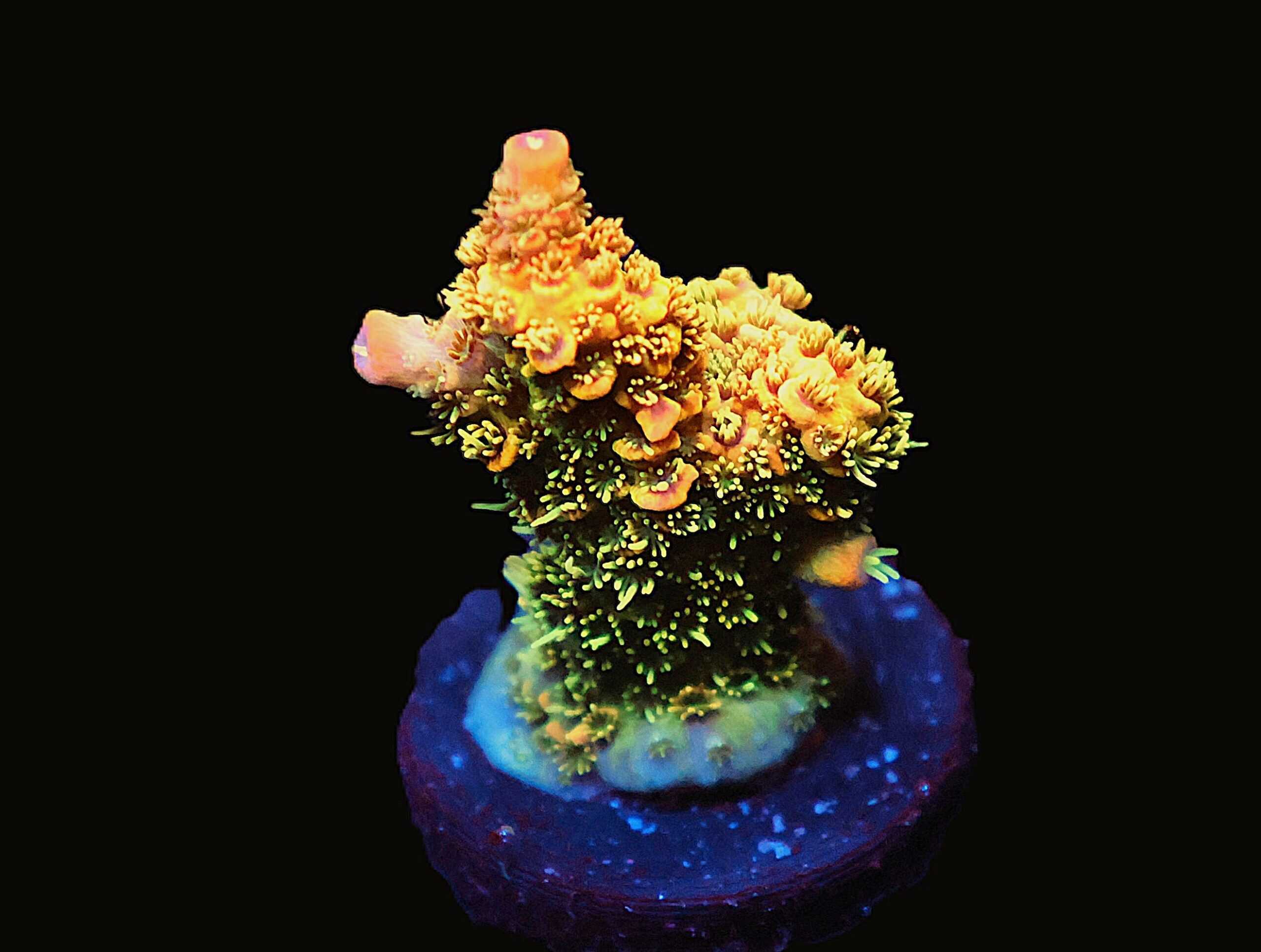 C275 - SDC MARMALADE SKIES ACRO