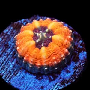 C287 - CAPTIVE SPAWNED AUSSIE LOBO