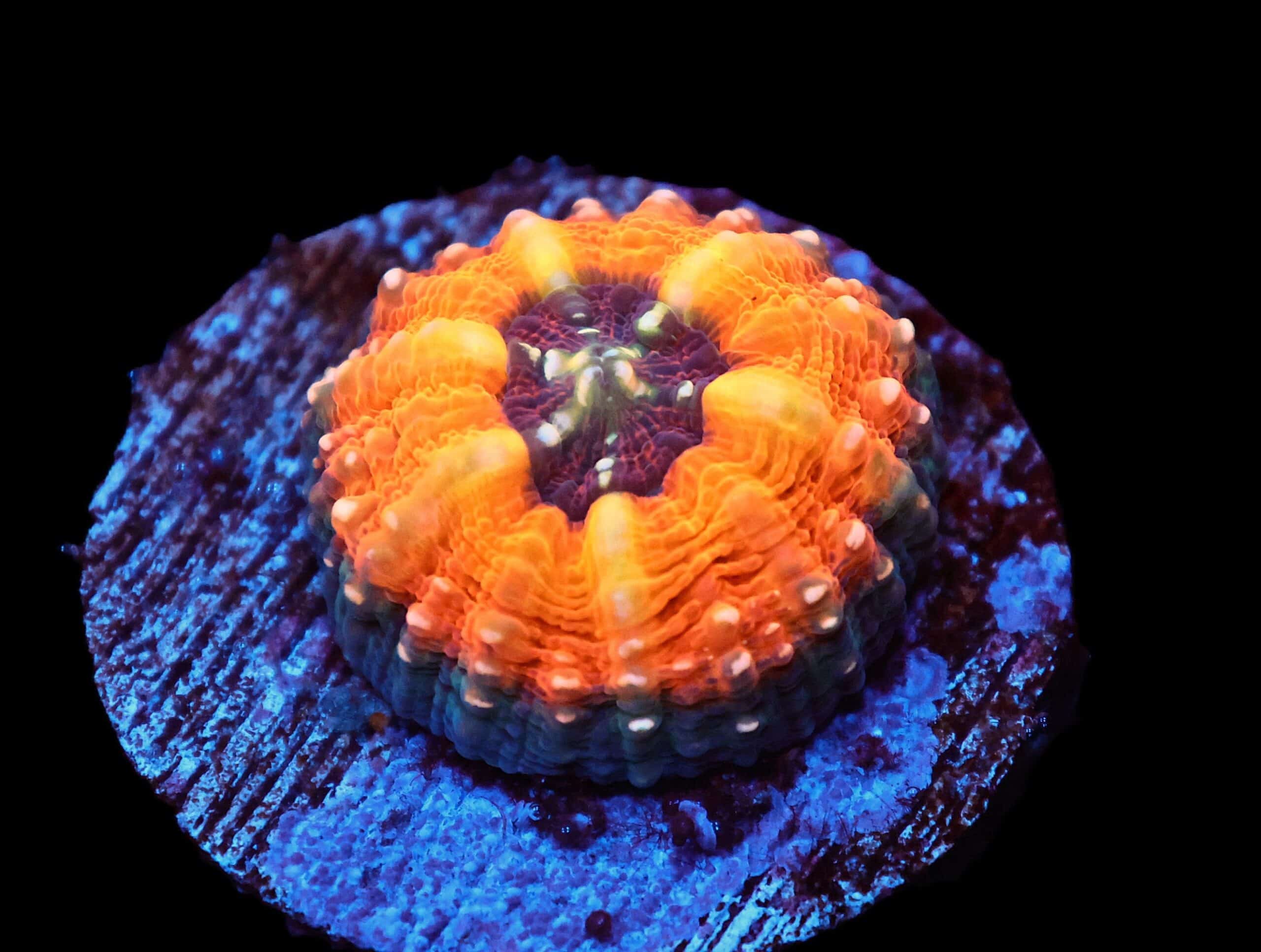 C287 - CAPTIVE SPAWNED AUSSIE LOBO