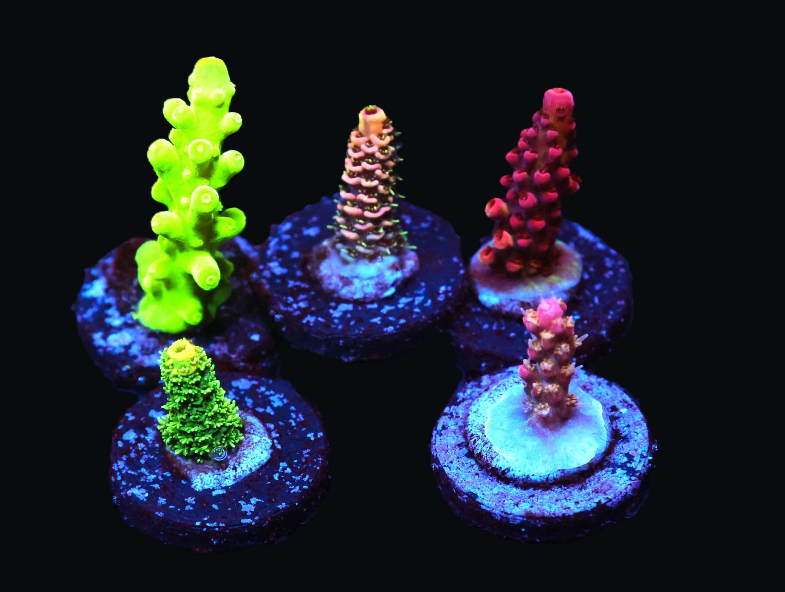 C295 - 5PC SDC ACROPORA PACK