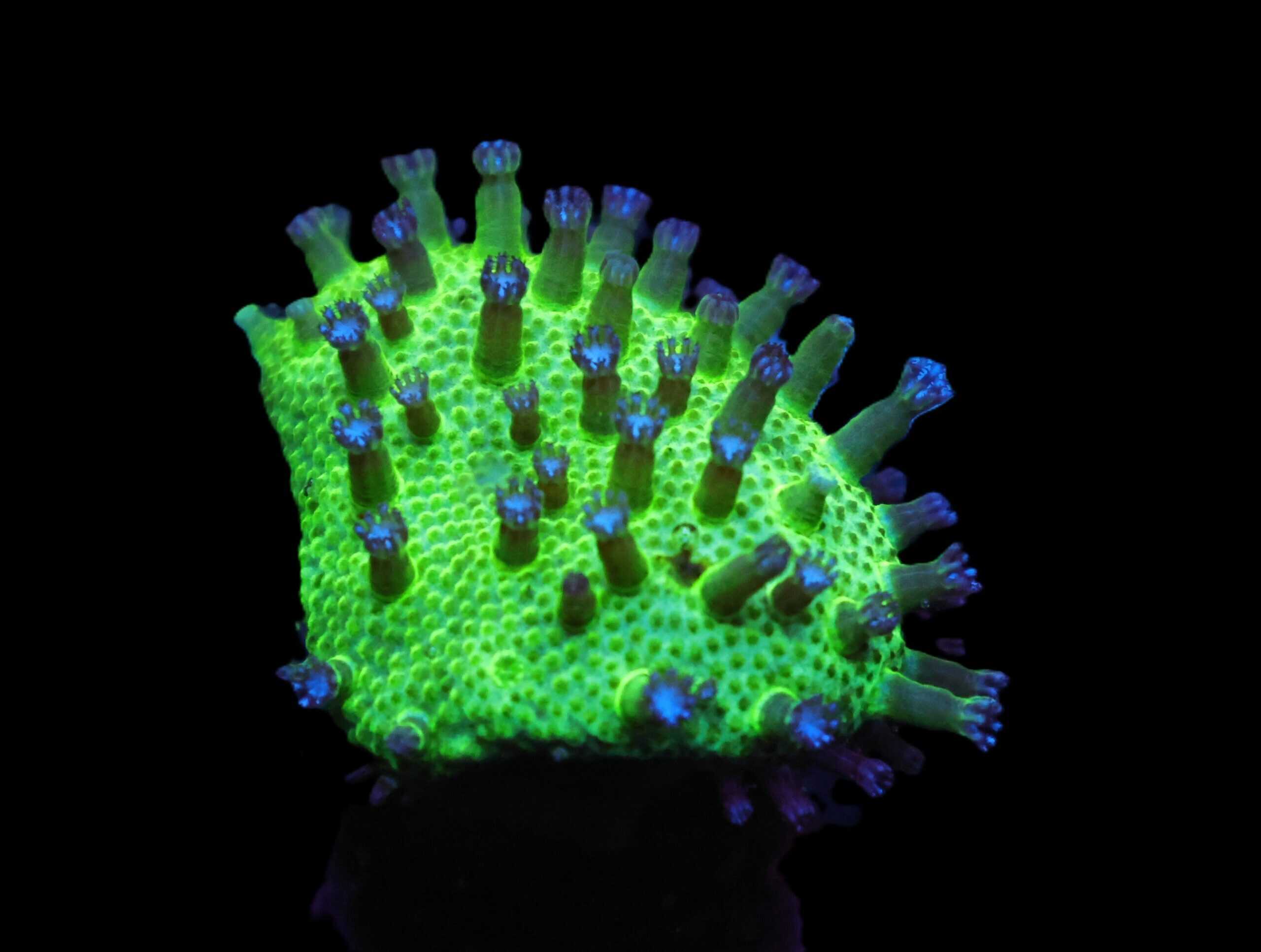 C32 - SDC JAPANESE GREEN SARCOPYTON