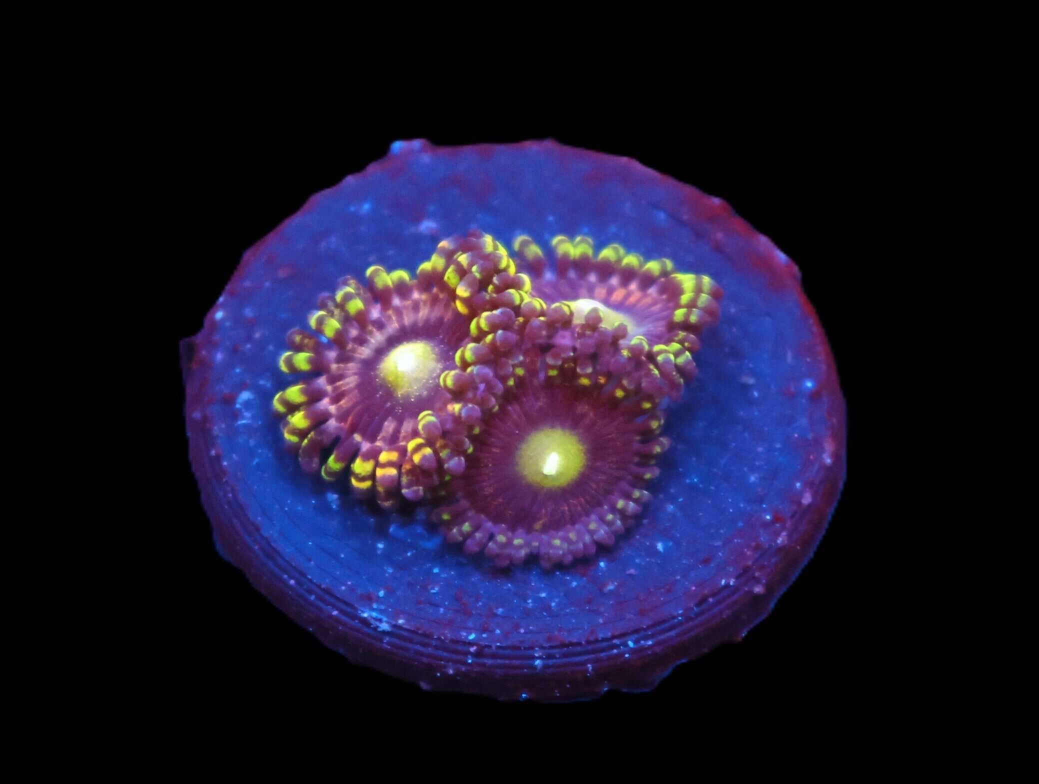 C34 - SDC ANTIMATTER ZOA/PALY