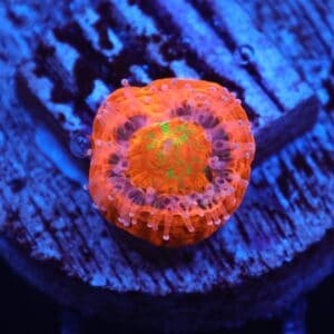 C355 - CAPTIVE SPAWN SCOLYMIA