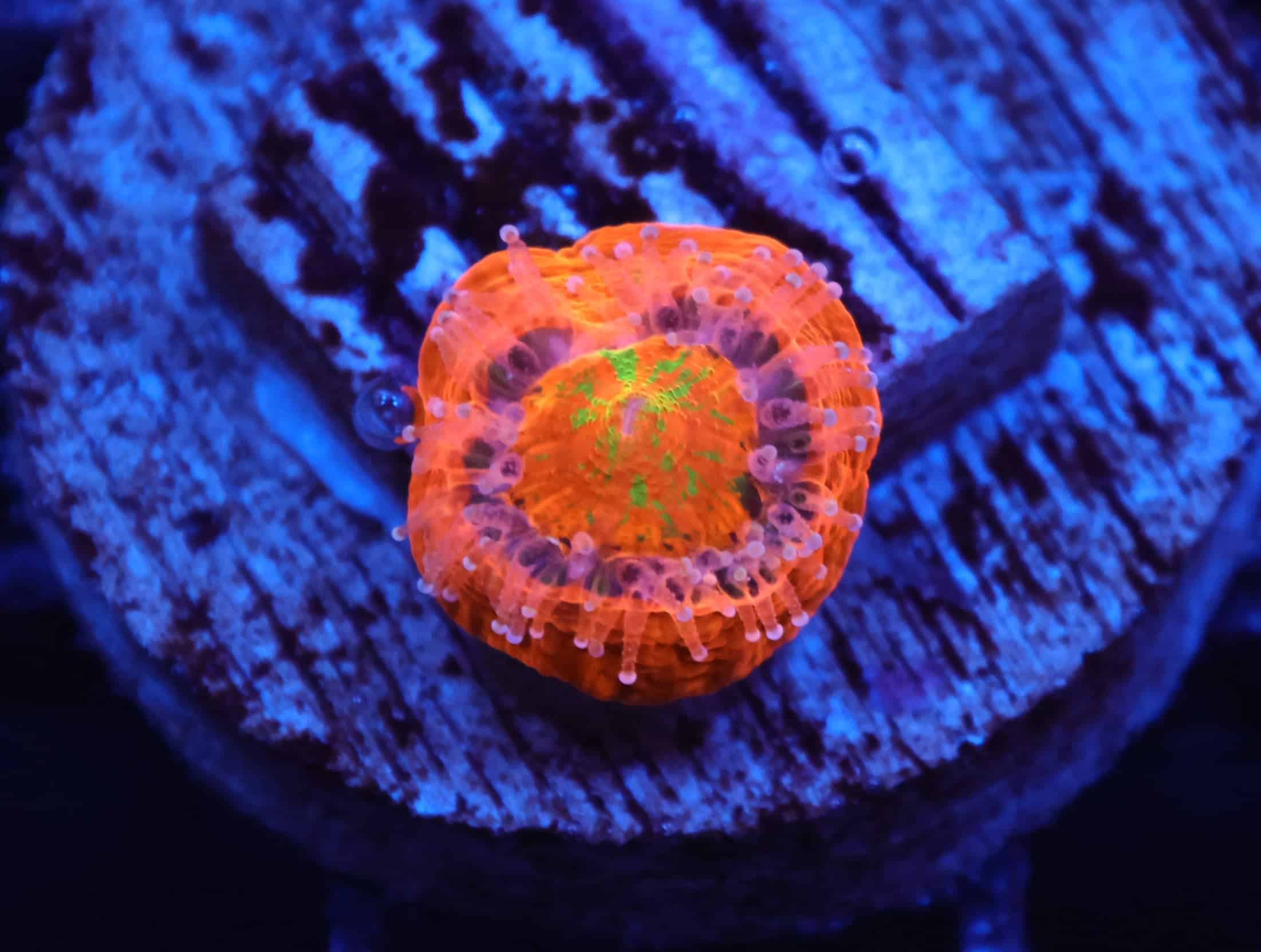 C355 - CAPTIVE SPAWN SCOLYMIA