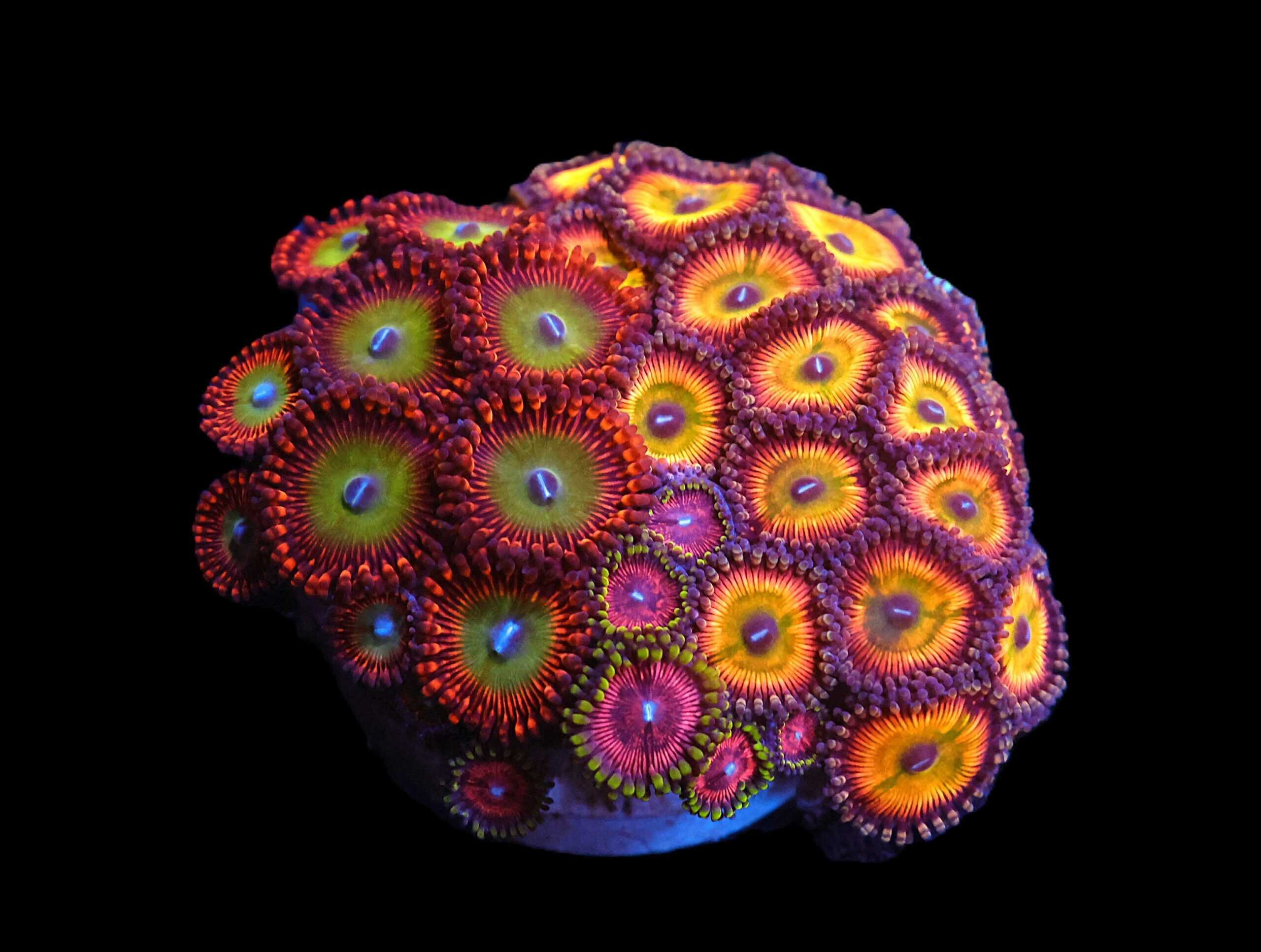 C363 - CULTURED ZOA GARDEN