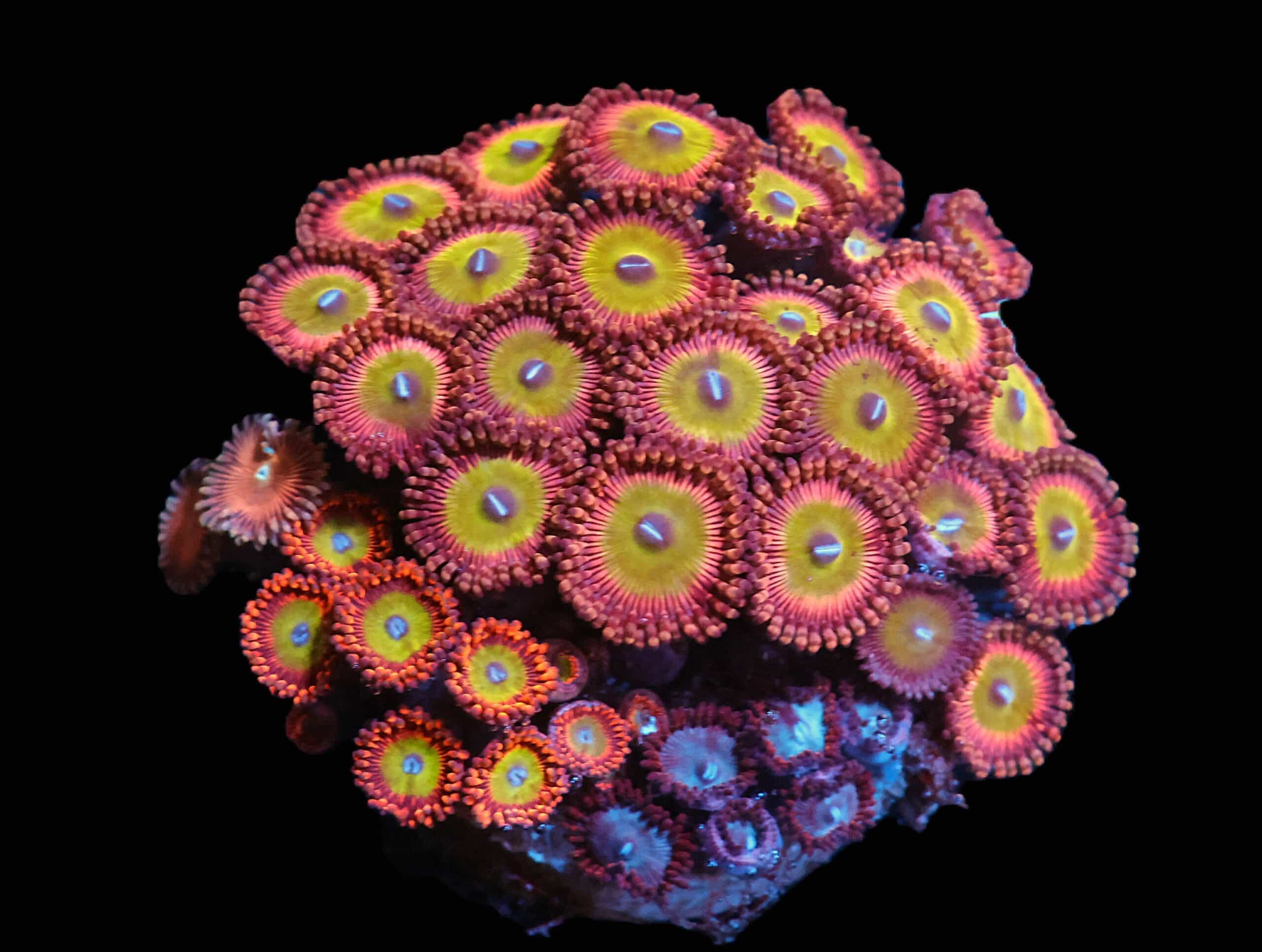 C367 - CULTURED ZOA GARDEN