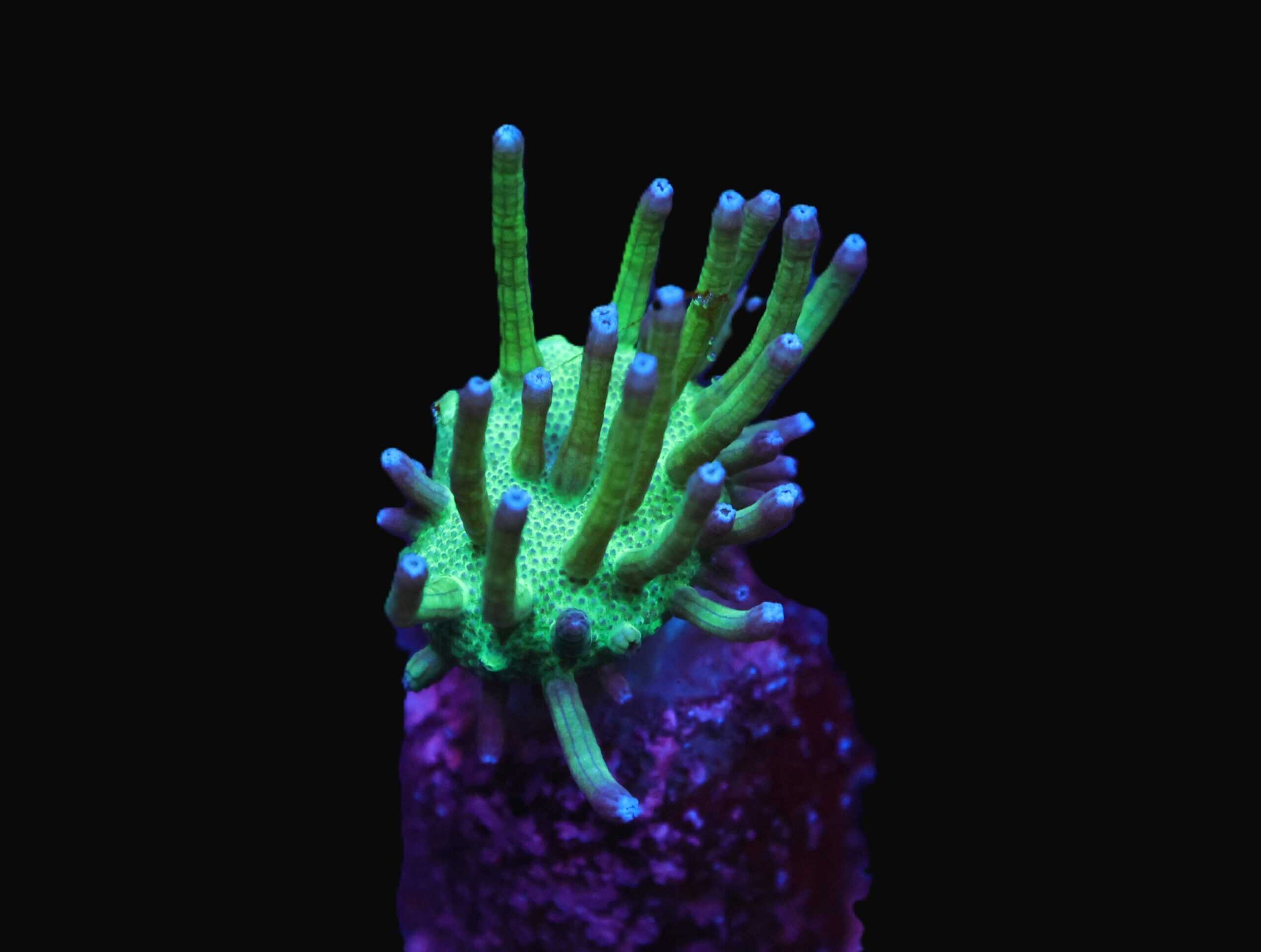 C44 - STEVE TYREE NEON GREEN POLYP SARCOPHYTON