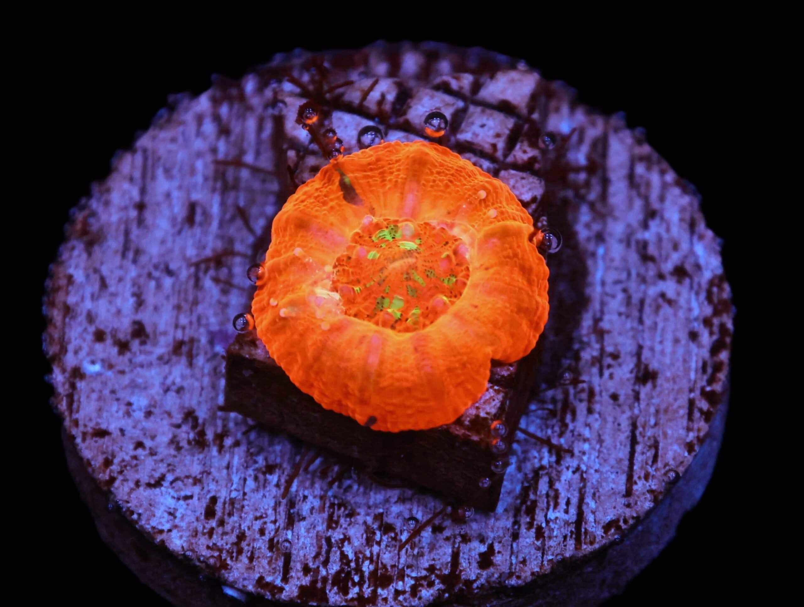 C63 - CAPTIVE SPAWN SCOLYMIA