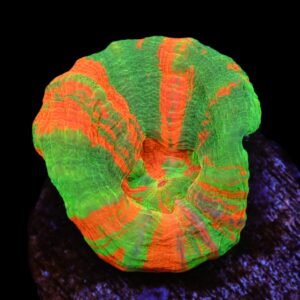 C94 - BLEEDING APPLE SCOLYMIA AUSTRALIS CULTURED