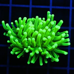 D01 - MALAYSIAN TORCH GREEN LANTERN 1 HEAD