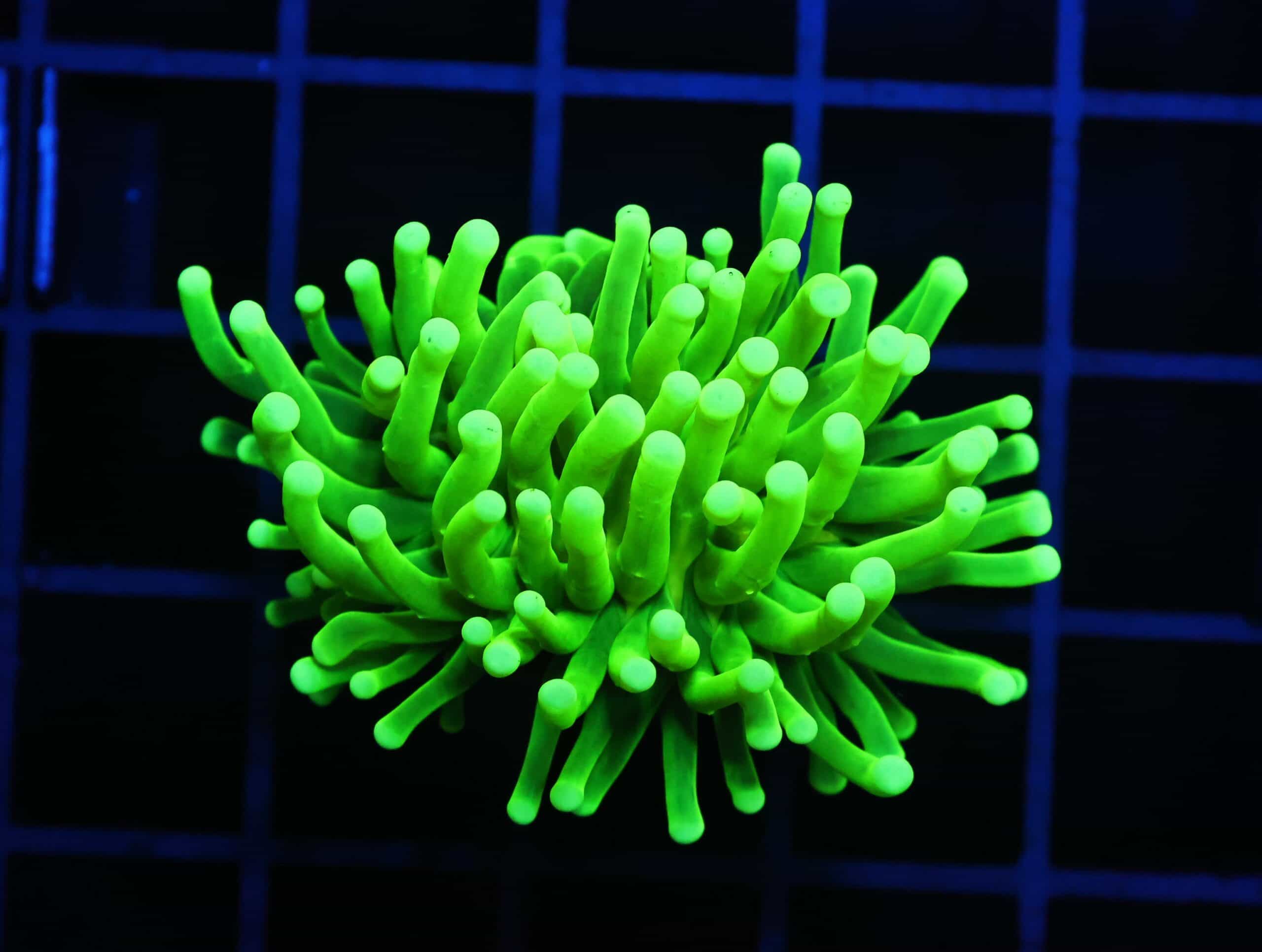 D01 - MALAYSIAN TORCH GREEN LANTERN 1 HEAD