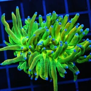 D03 - MALAYSIAN TORCH GREEN GRAIL 1 HEAD