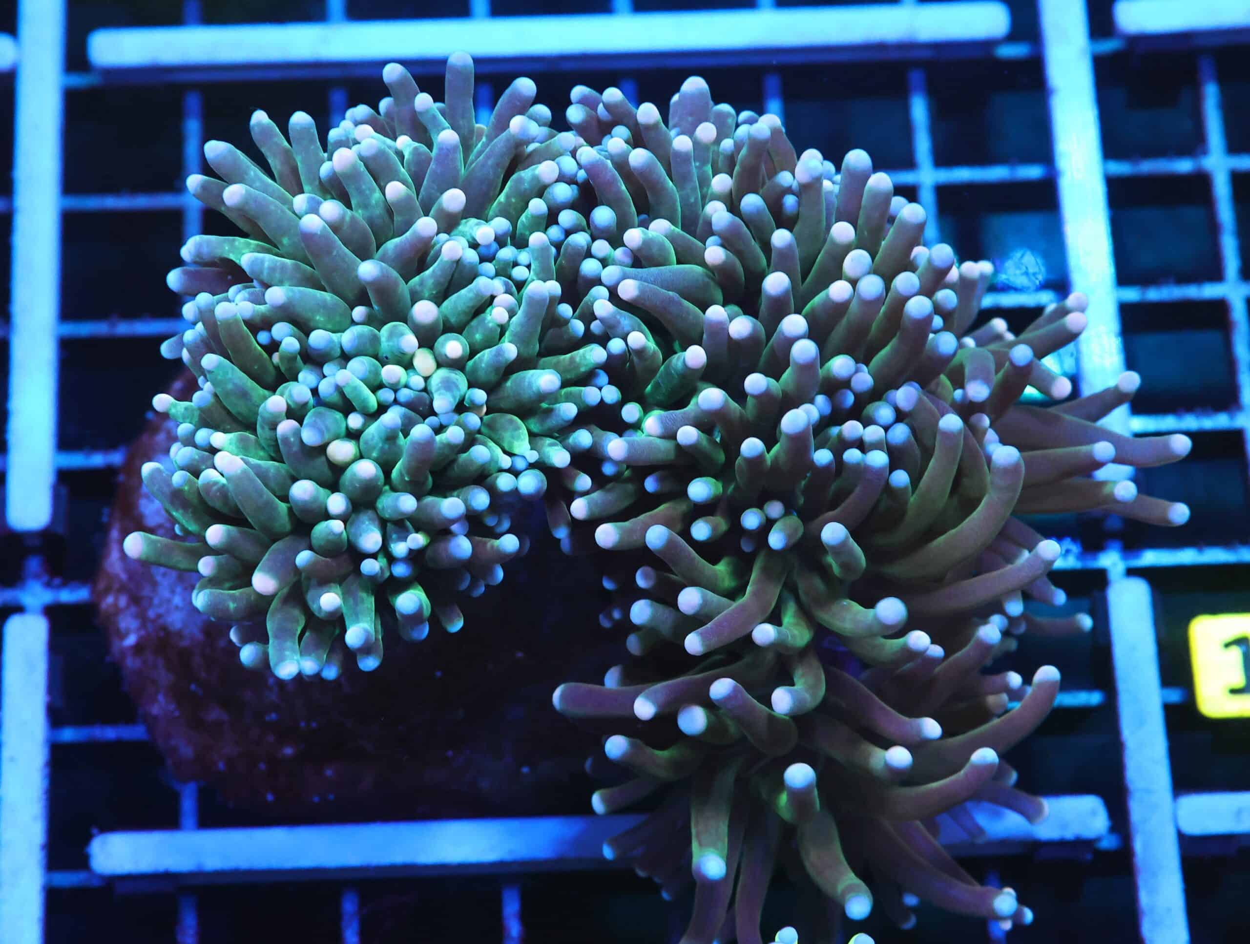 D103 - INDO TORCH BICOLOR 4 HEAD