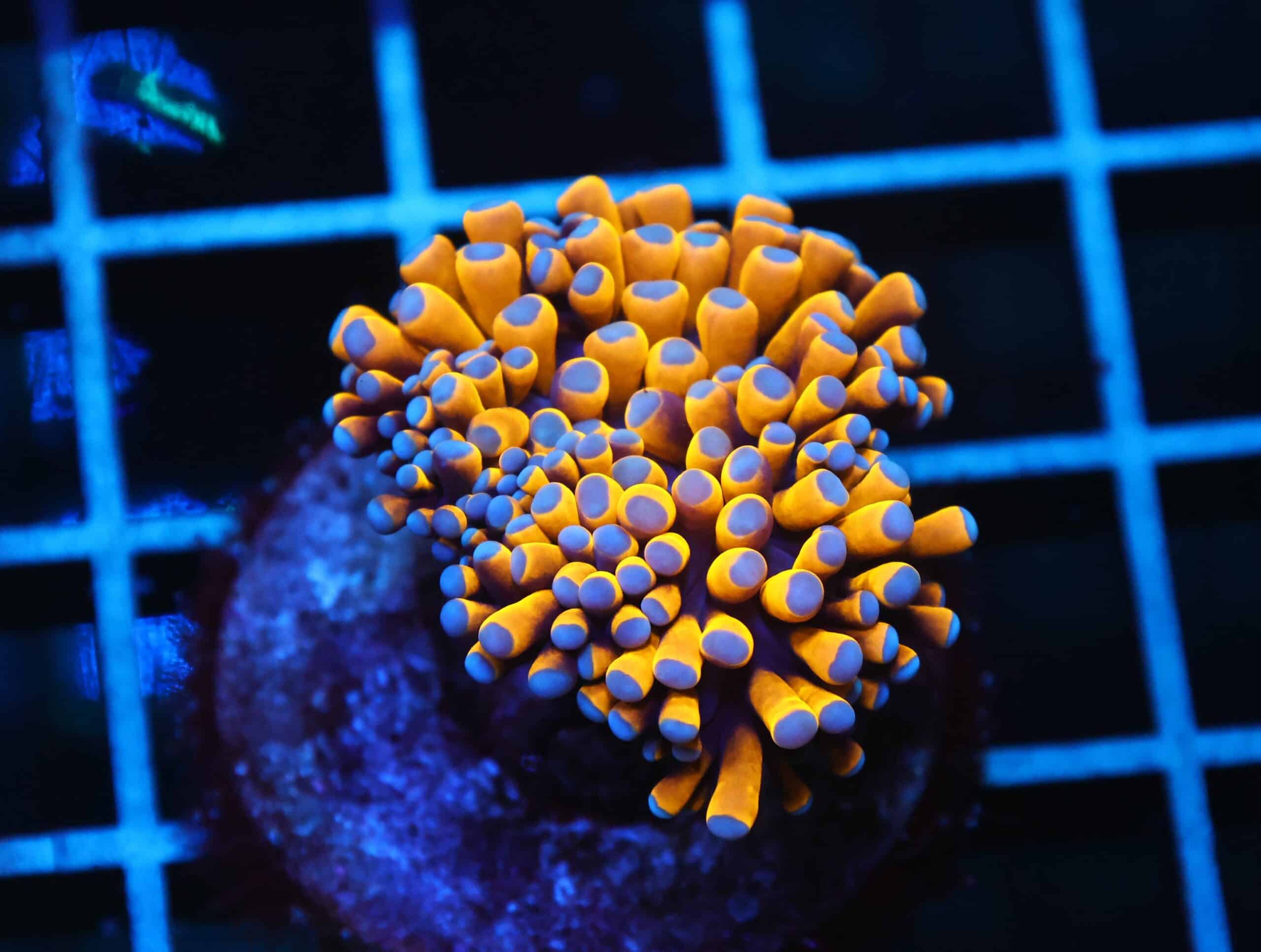 D104 - MALAYSIAN TORCH 24K GOLD 1 HEAD