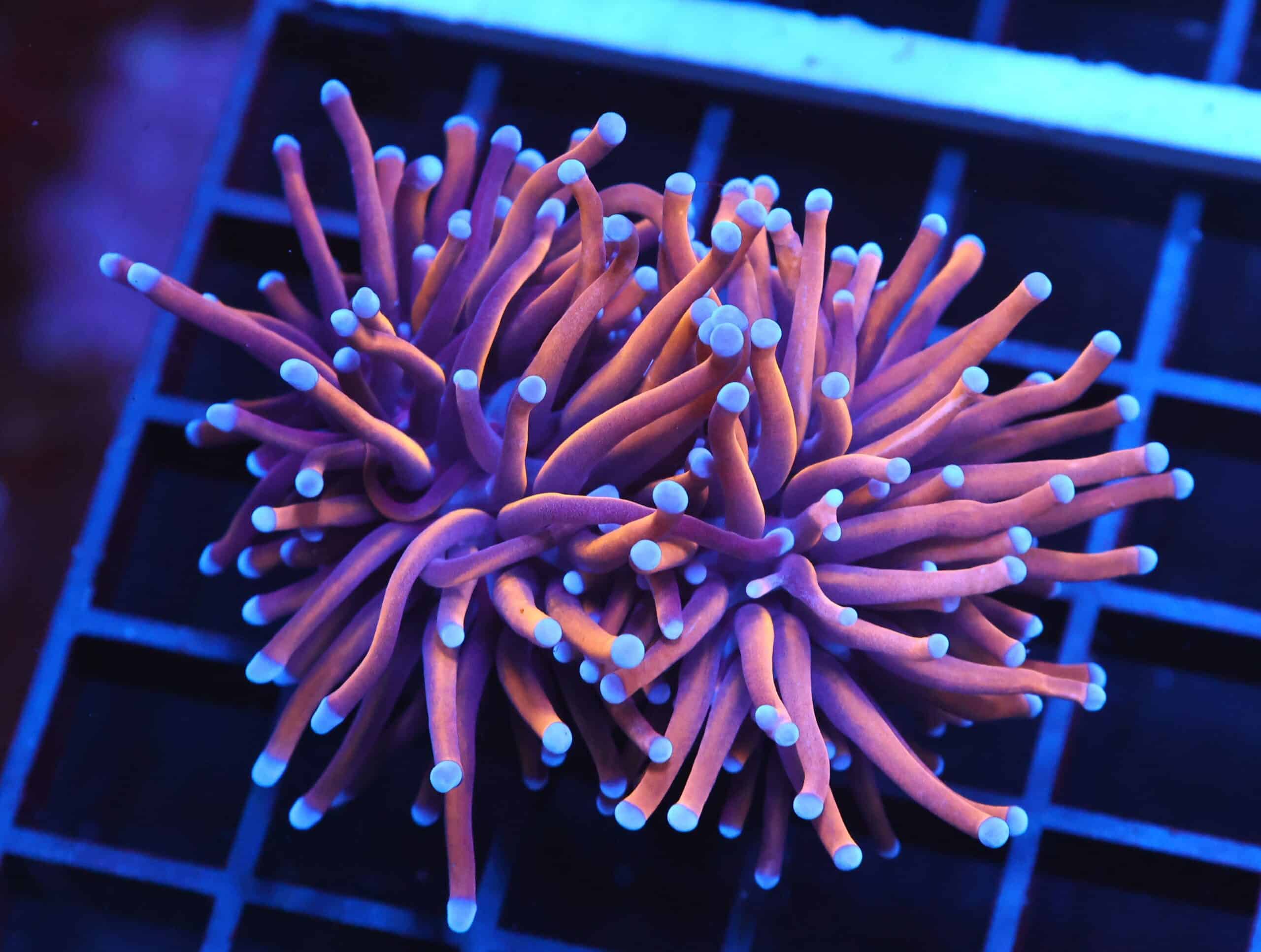 D11 - INDO TORCH GOLD VARIANT 2 HEAD