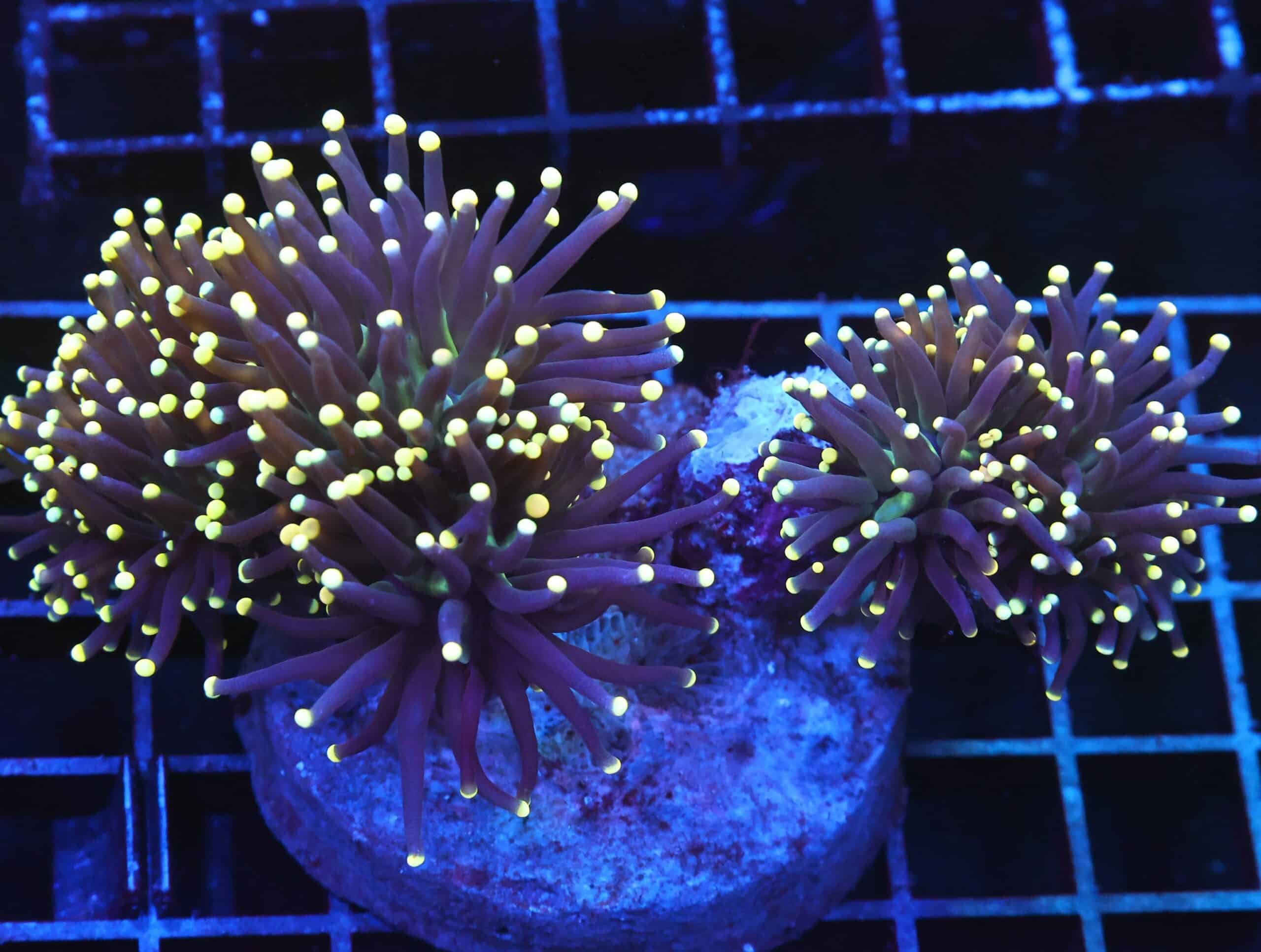 D111 - INDO TORCH BLACK LIGHT 4 HEAD