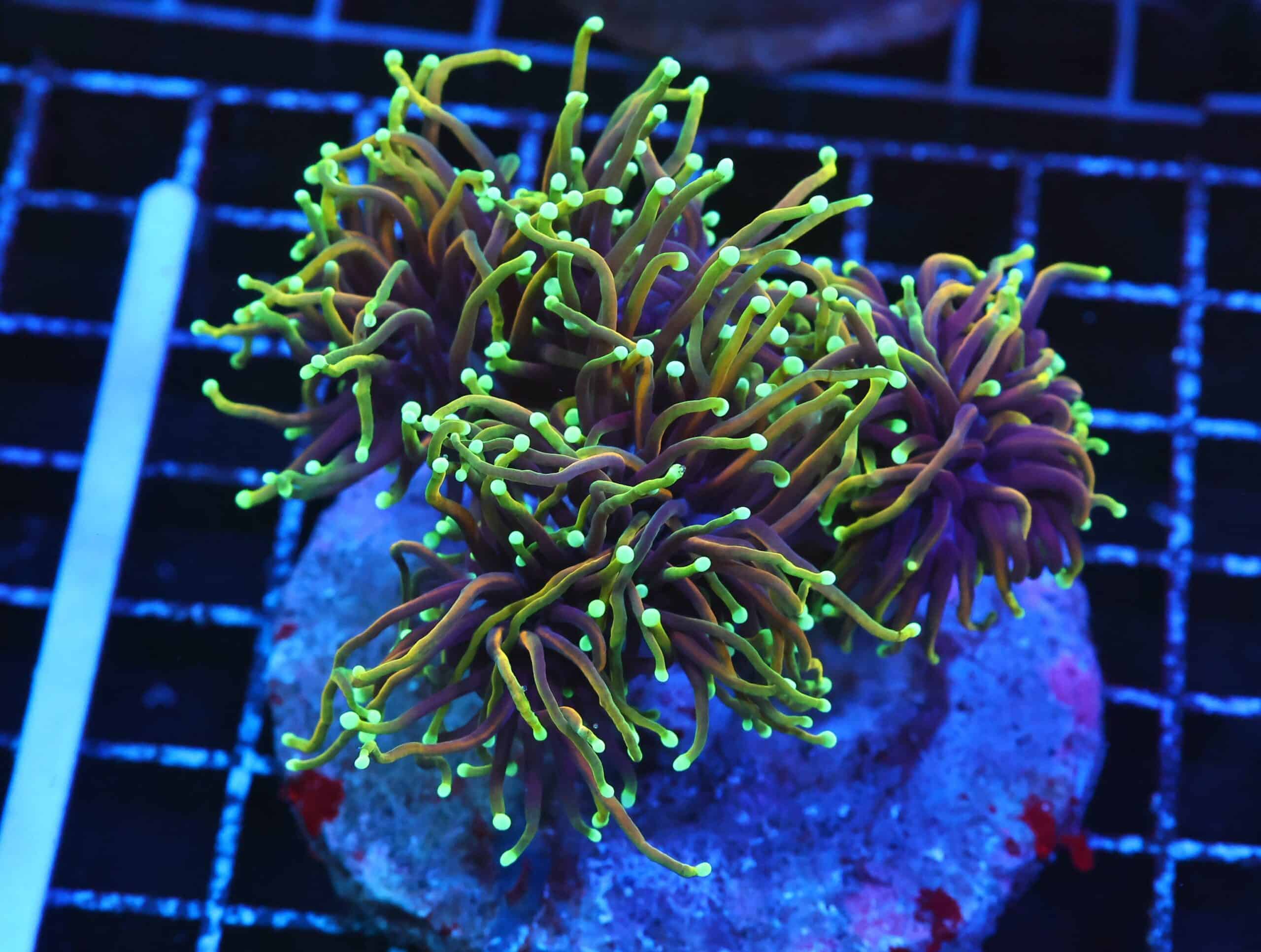 D117 - INDO TORCH HELLFIRE 4 HEAD