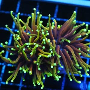 D124 - INDO TORCH HELLFIRE 2 HEAD