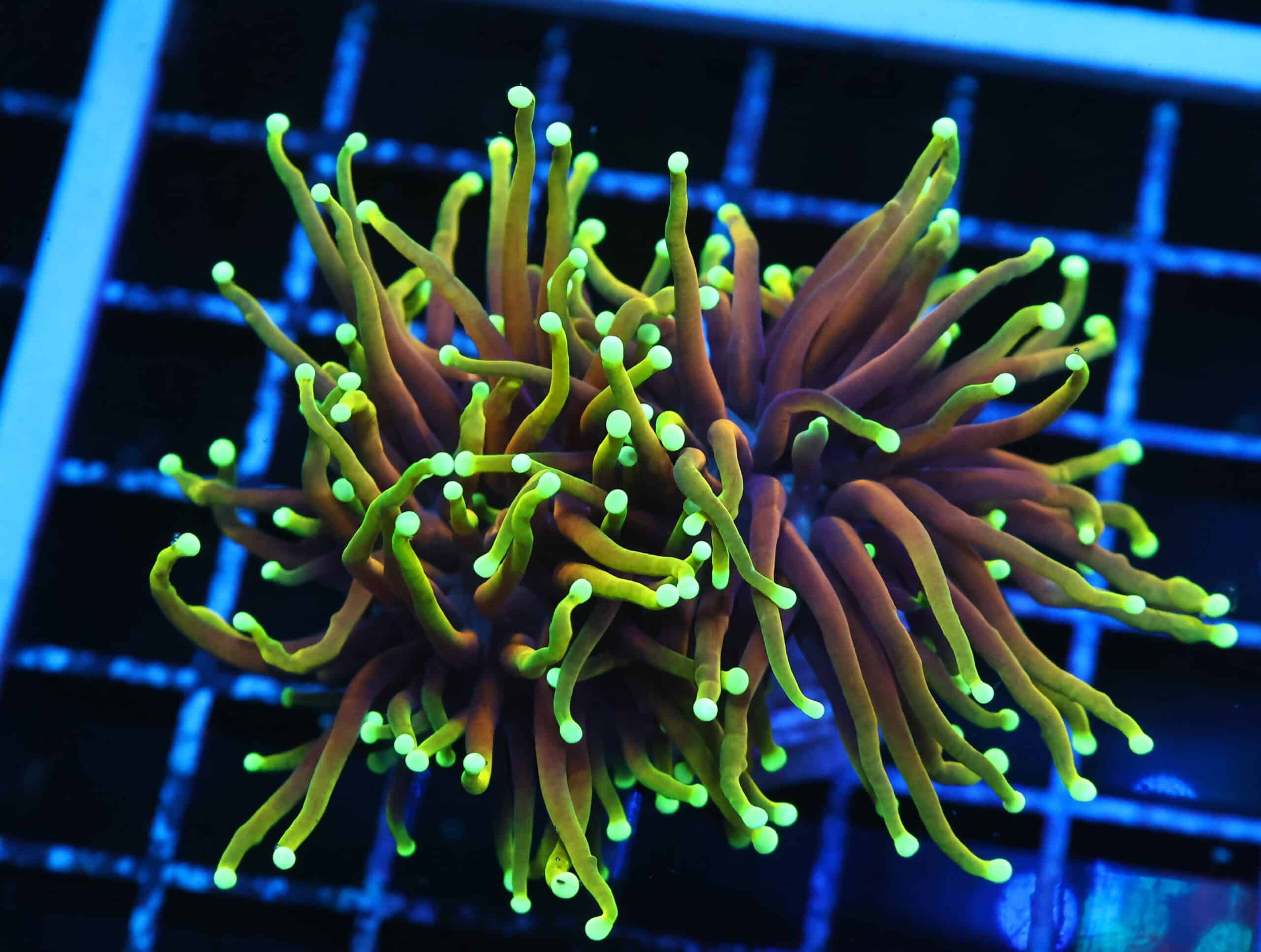 D124 - INDO TORCH HELLFIRE 2 HEAD