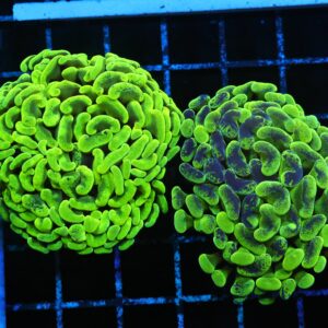 D133 - 2PK AUSSIE HAMMER THICK BRANCH NEON GREEN 2 HEAD