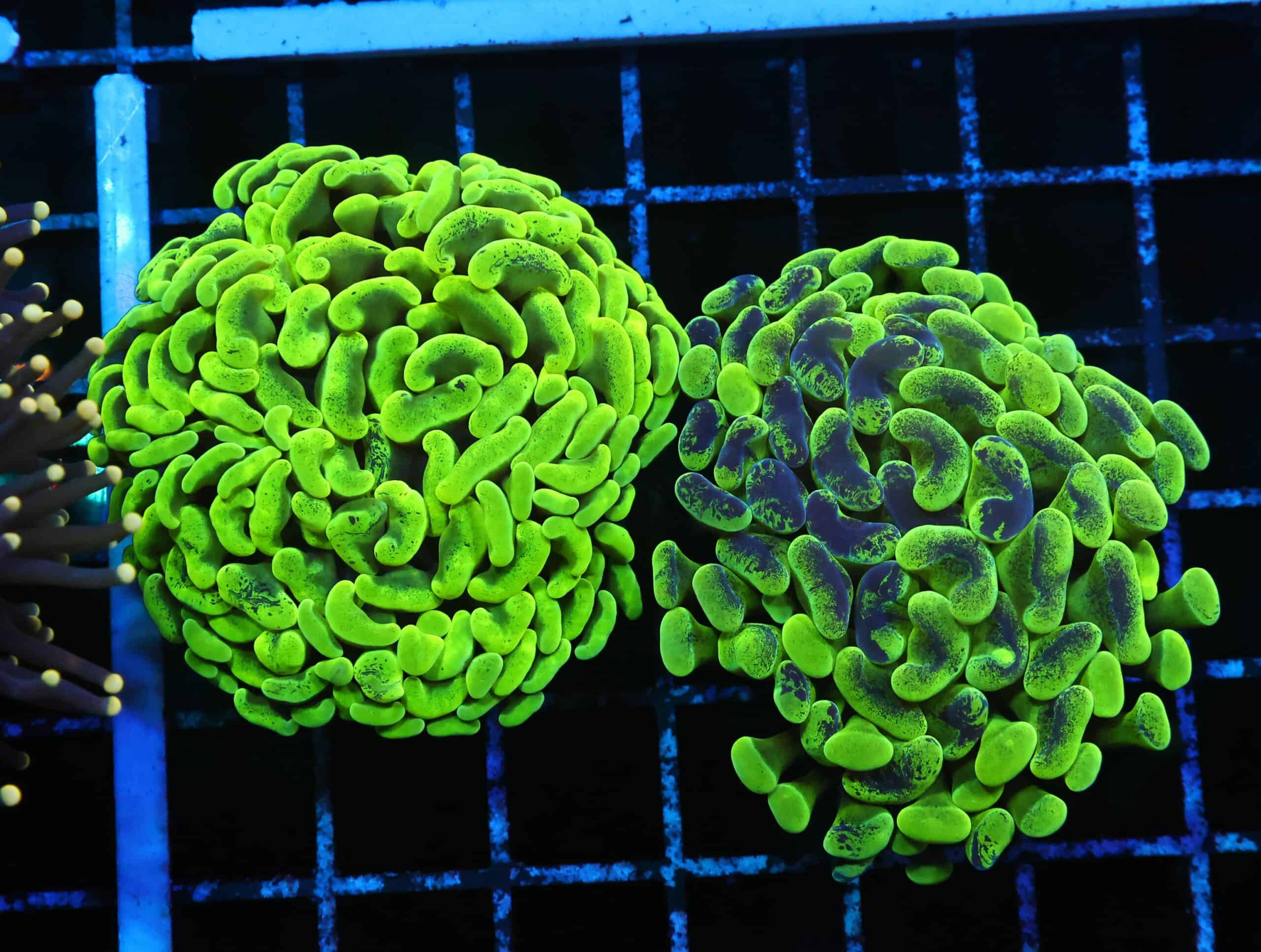 D133 - 2PK AUSSIE HAMMER THICK BRANCH NEON GREEN 2 HEAD