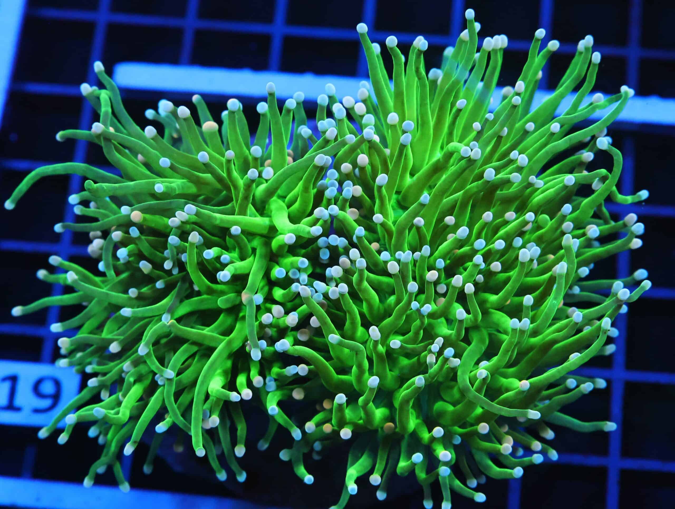 D19 - INDO TORCH SKITTLES 3 HEAD