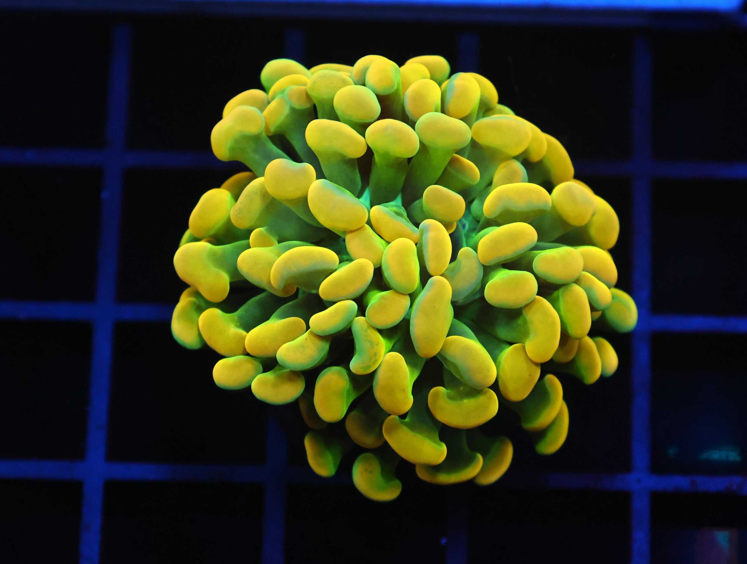 D20 - INDO HAMMER BRANCH HOLY GRAIL 1 HEAD