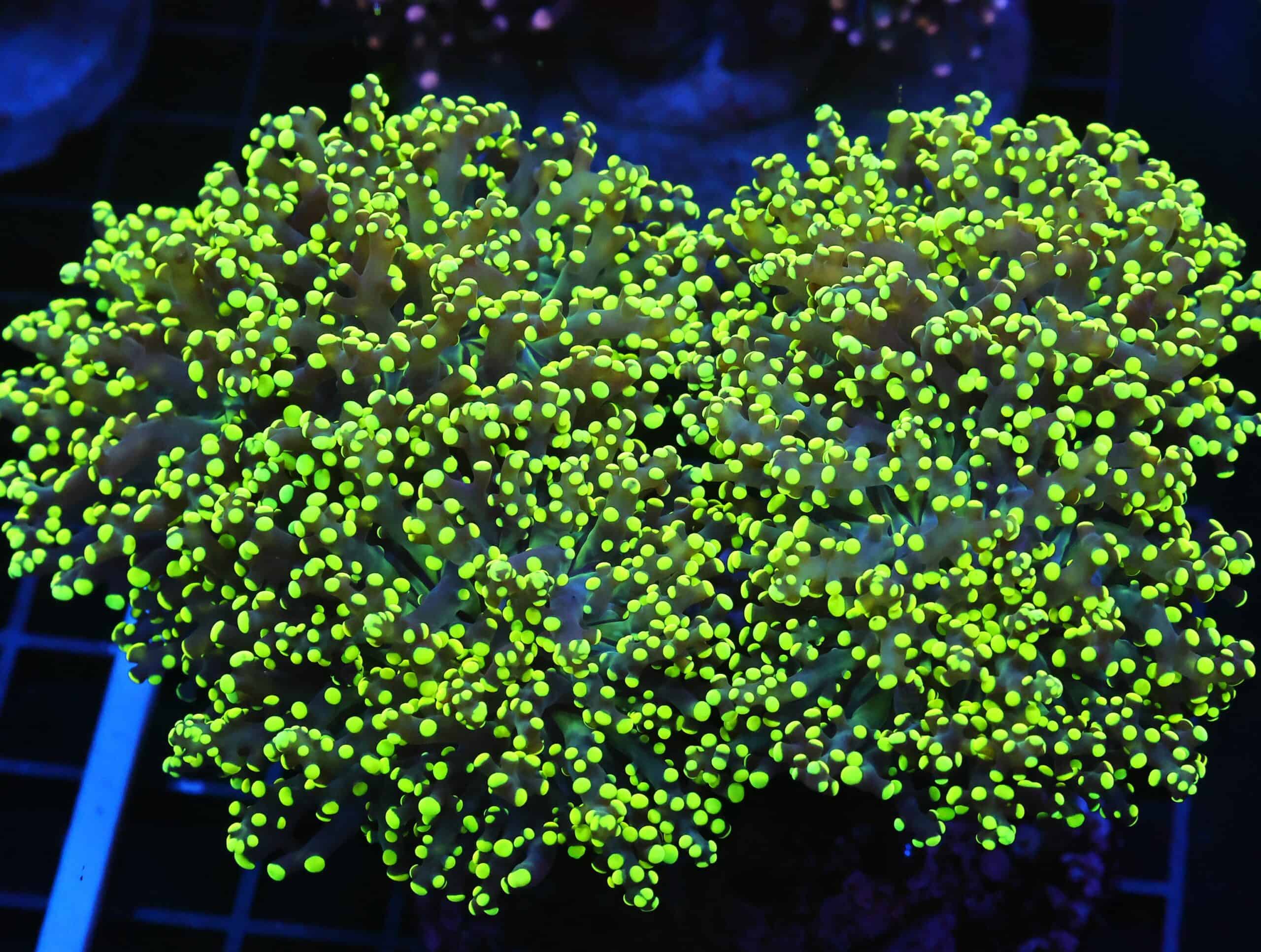 D25 - INDO FROGSPAWN BRANCH GAMMA RAY 5 HEAD