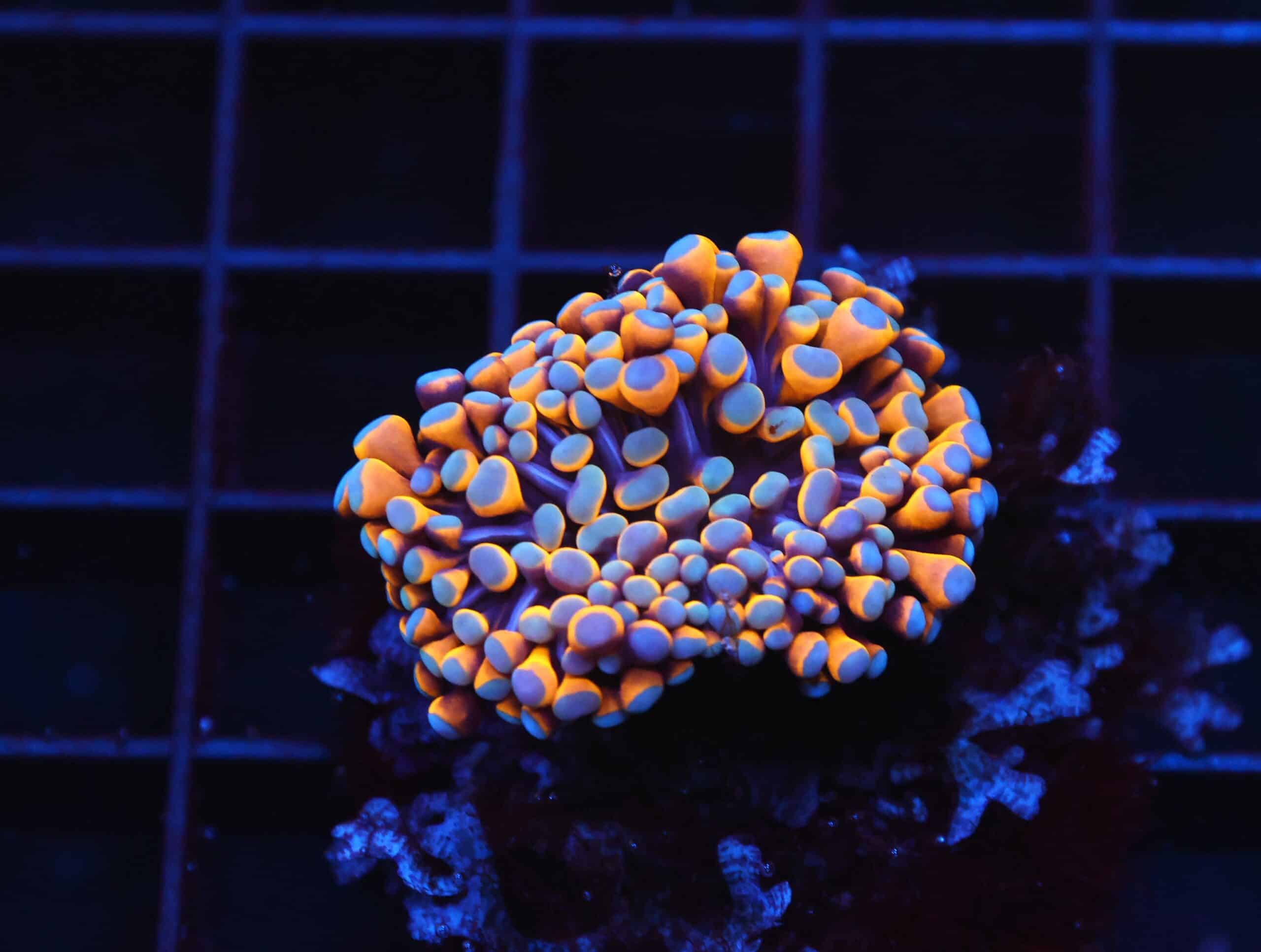 D27 - MALAYSIAN TORCH 24K GOLD 1 HEAD